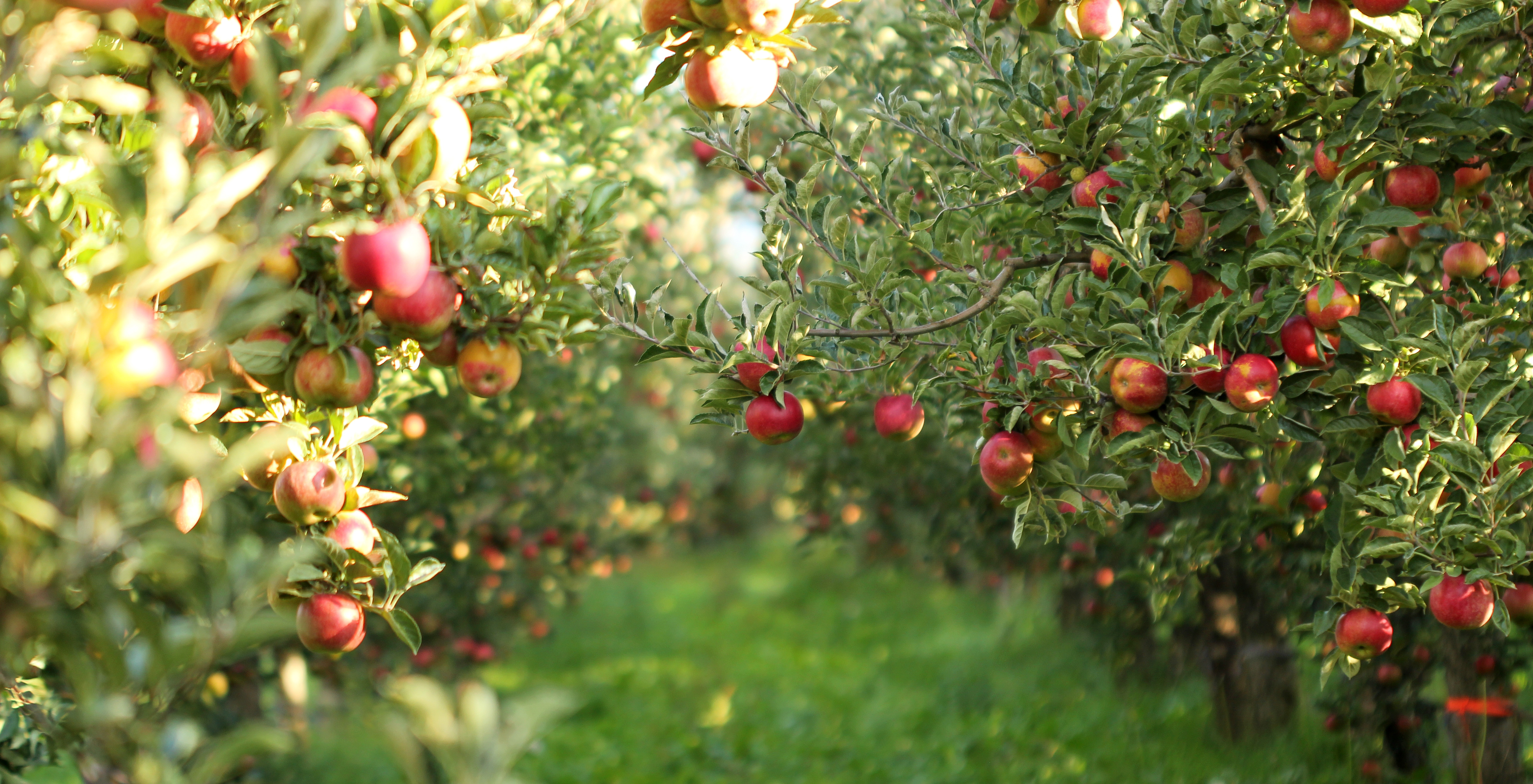 Canceled &nbsp; Tree Fruit Twilight Meeting at Stone Mountain Farm [canceled] - CANCELED