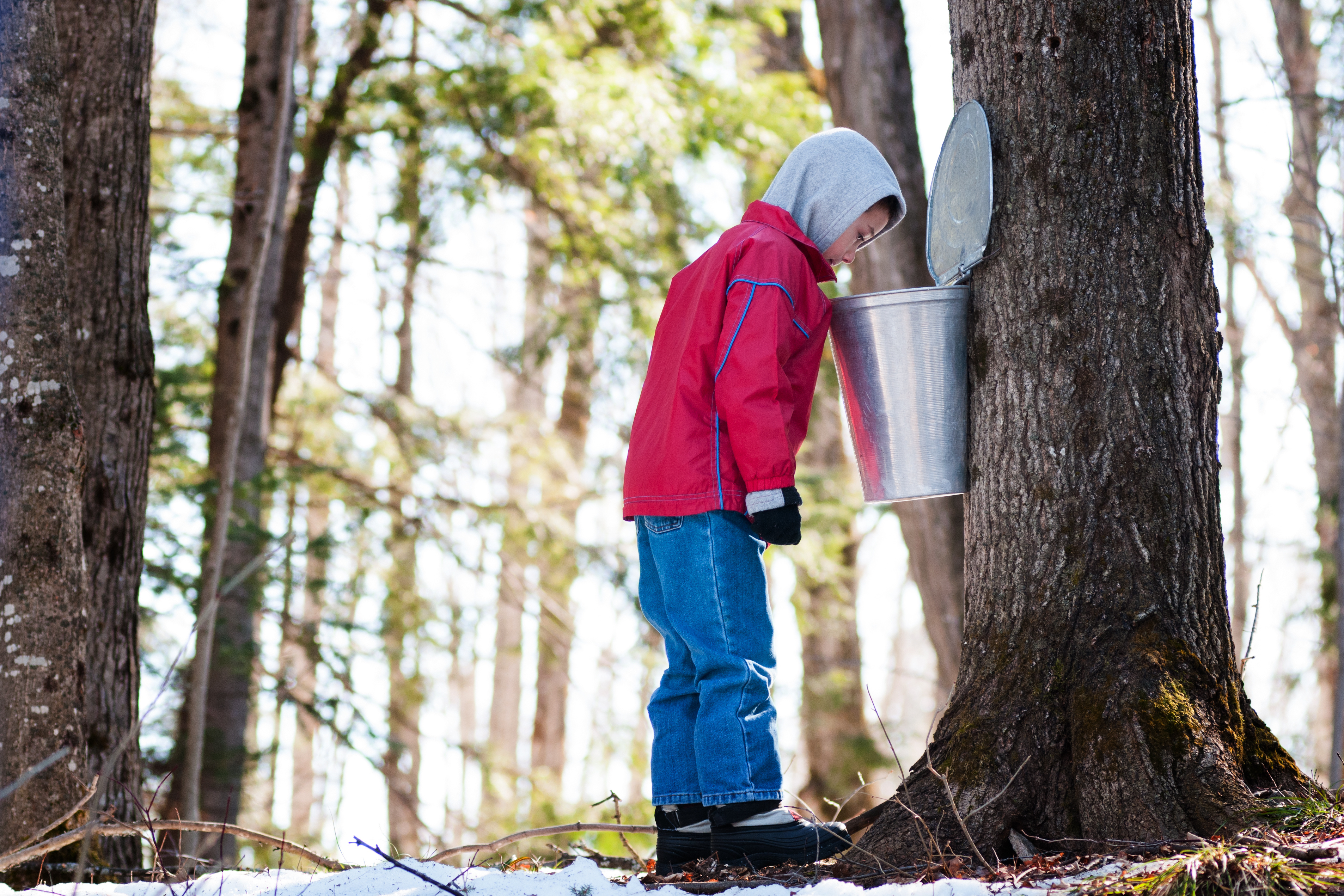 Explore Maple Sugaring at Katy's Maple Treats and Farm