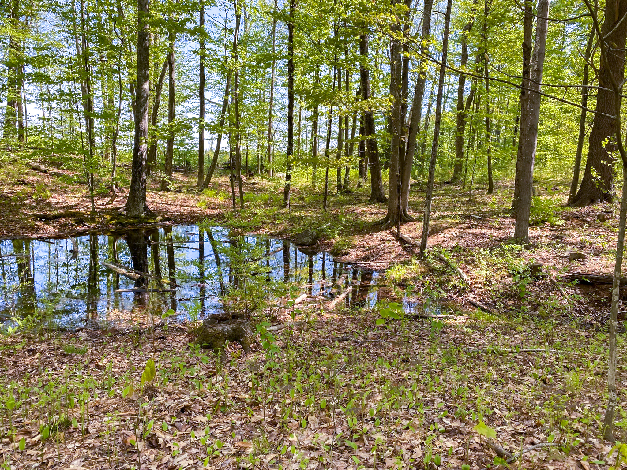 Women in the Woods: Vernal Pool Ecology & Exploration