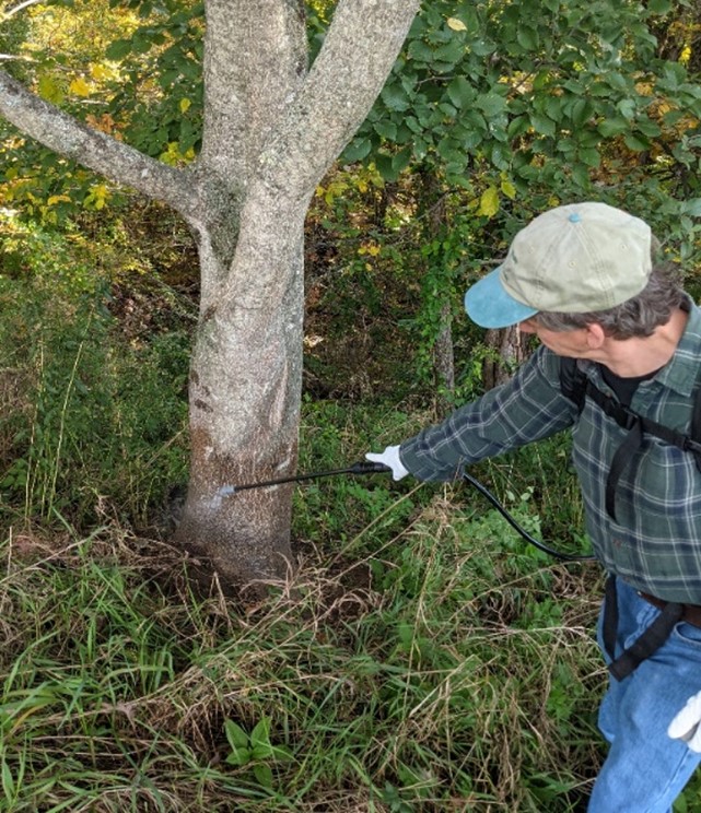 Using Herbicides to Manage Upland Invasive Plants