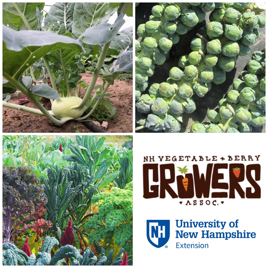 Vegetable Twilight Meeting at Trombly Gardens