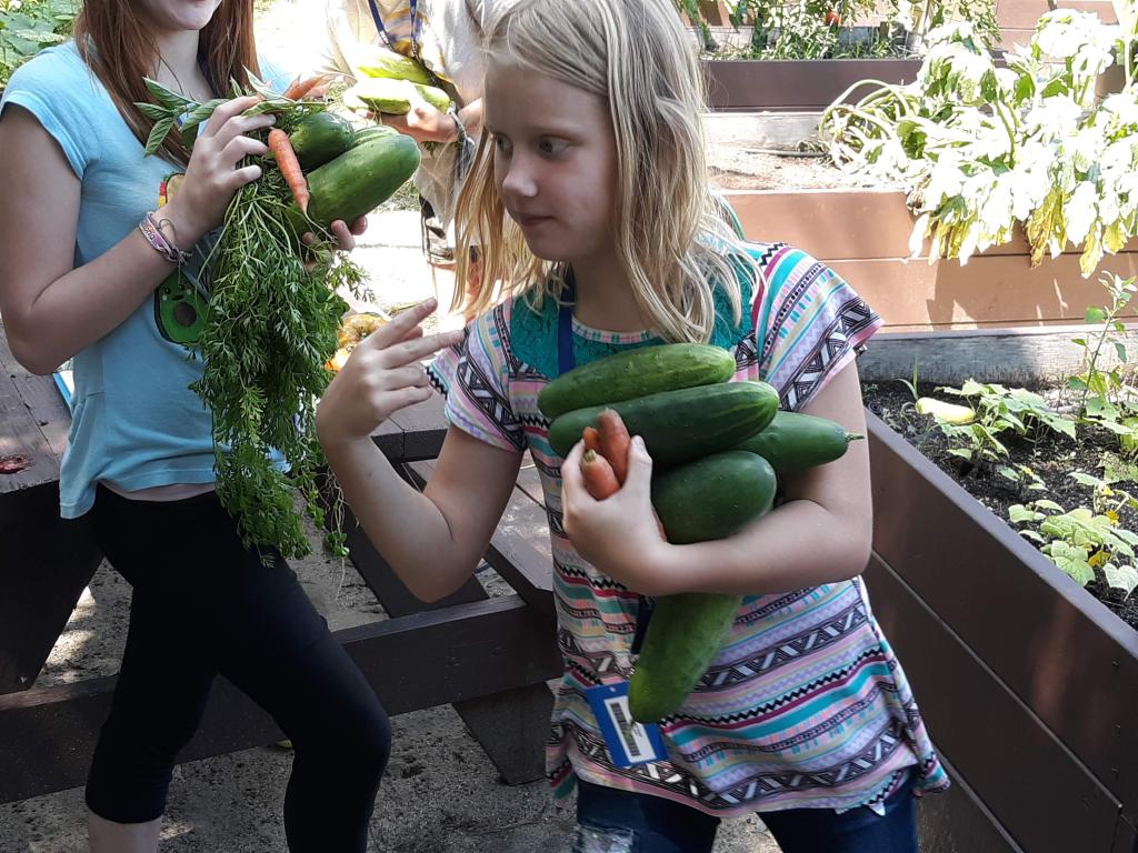 Hillsborough County 4-H Cucumber to Pickle "The Pickle Project" Workshop #1