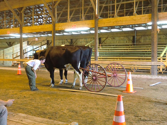 NH 4-H Working Steer Clinic