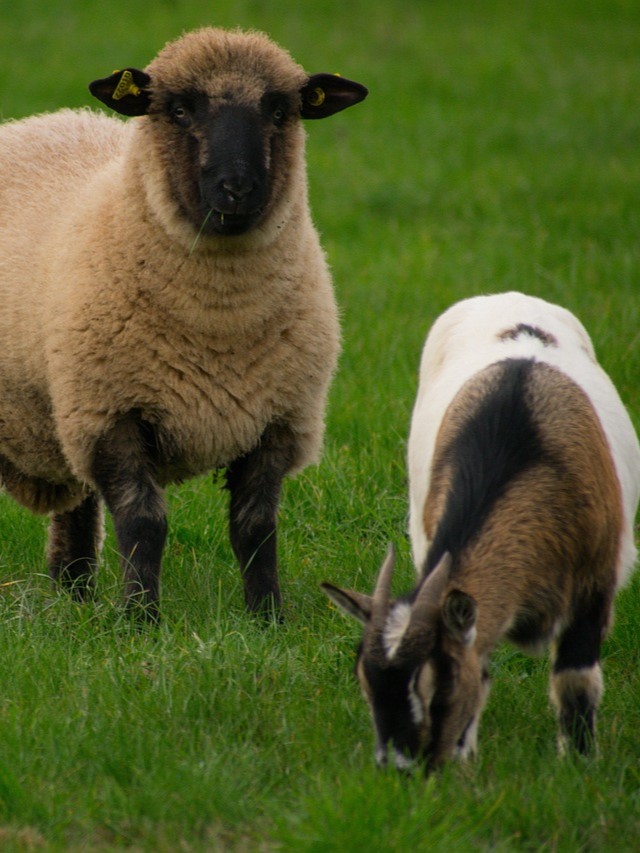 4-H Sheep and Goat Clinic (hosted by Grafton County)