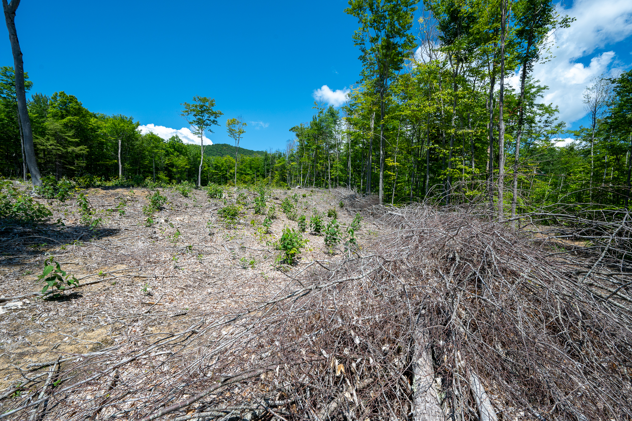 Climate Resilient Forest Management Tour at Green Hills Preserve