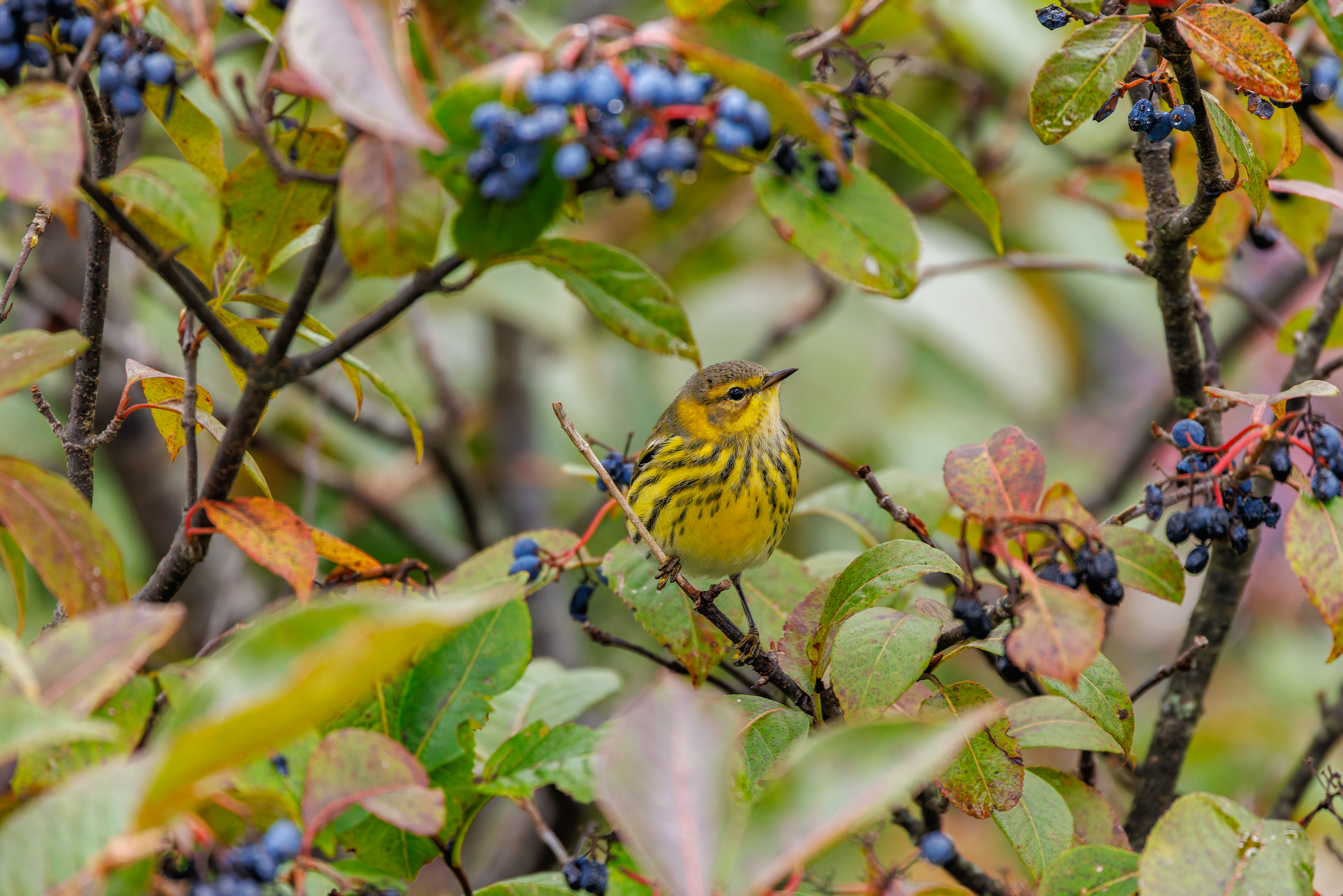 Migrating Birds & Wildlife Habitat Plants