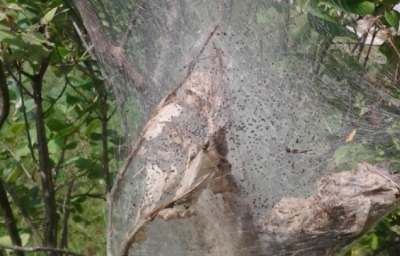 License Preparation for Commercial Applicators – Forestry