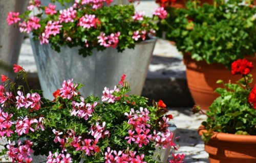 License Preparation for Commercial Applicators – Shade Tree and Ornamental