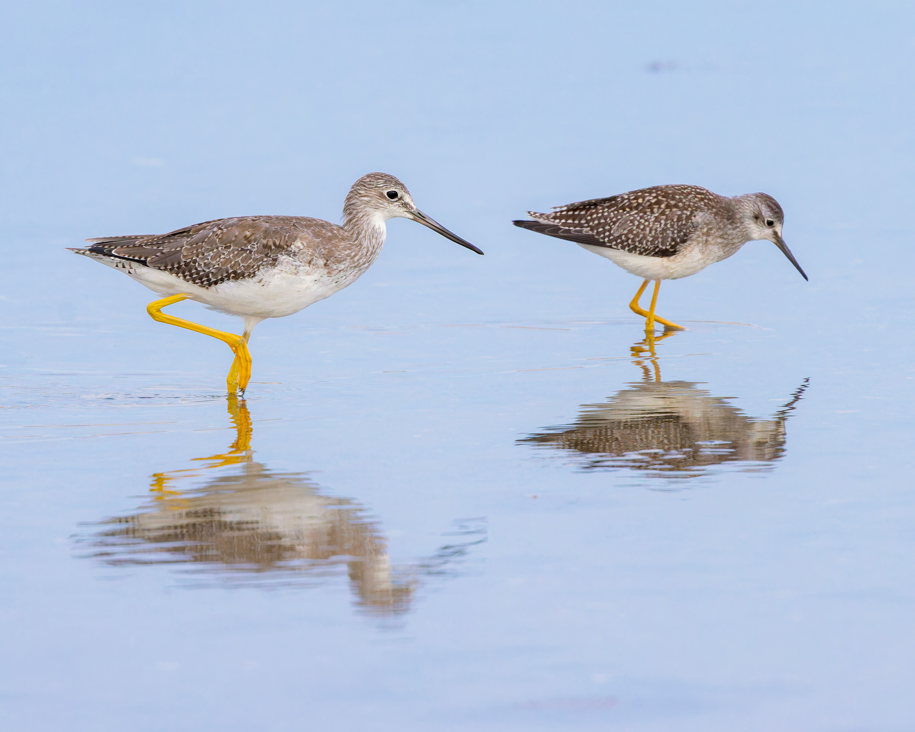 Summer & Fall Field Identification of Shorebirds & Waterfowl