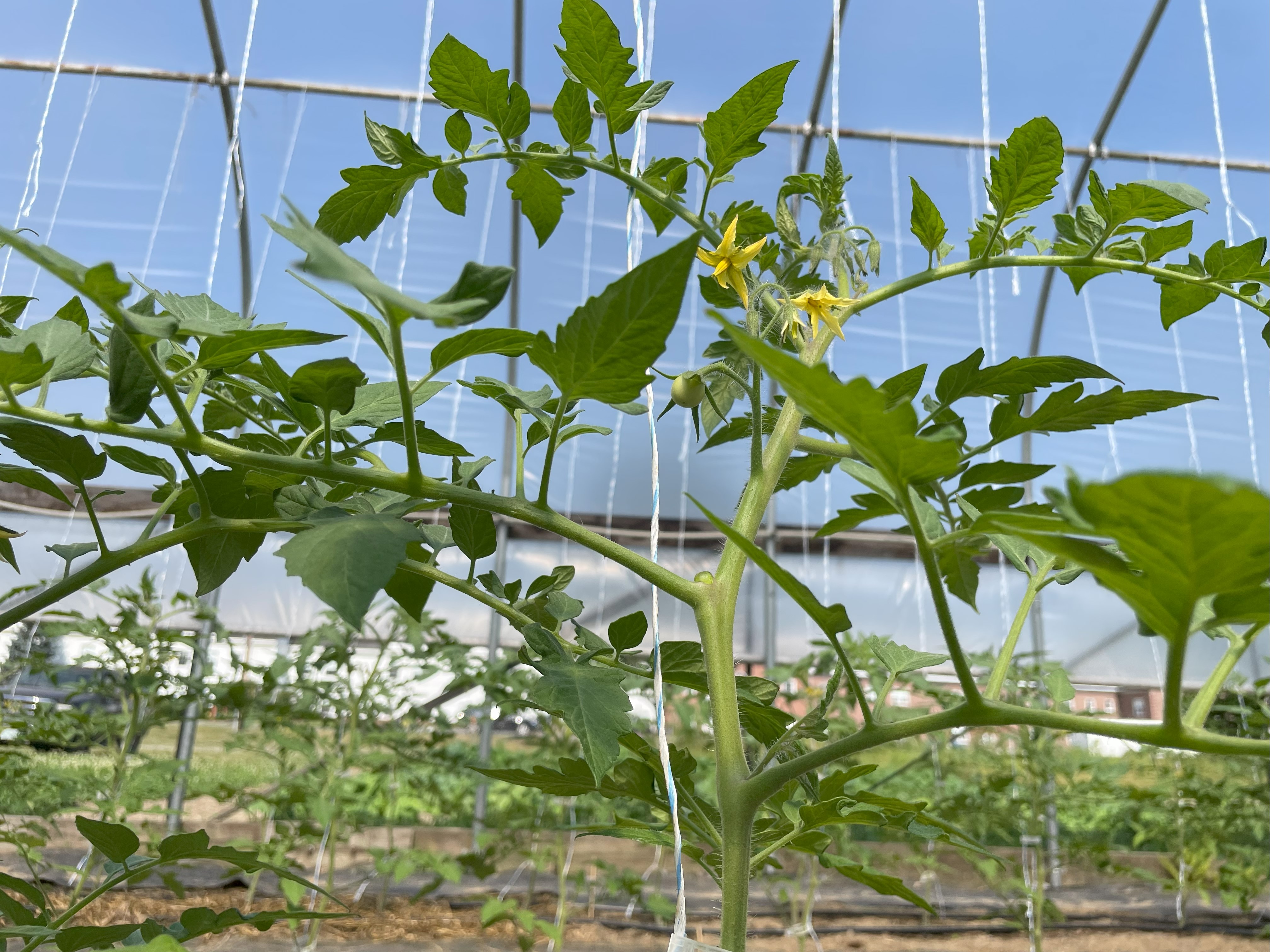 High Tunnel Production Conference: Enhance Your Tunnel Vision