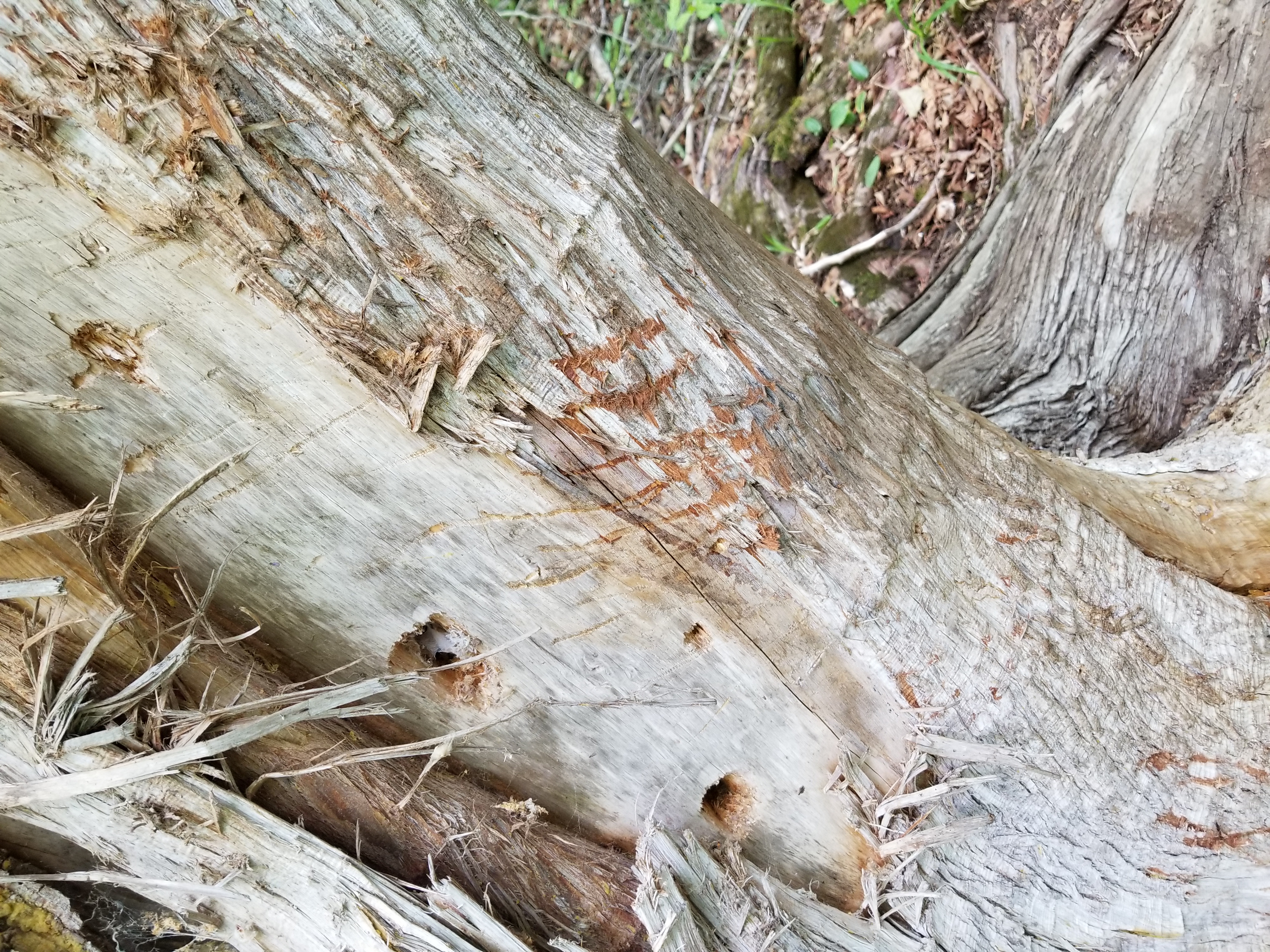 Wildlife Tracking for Natural Resources Professionals