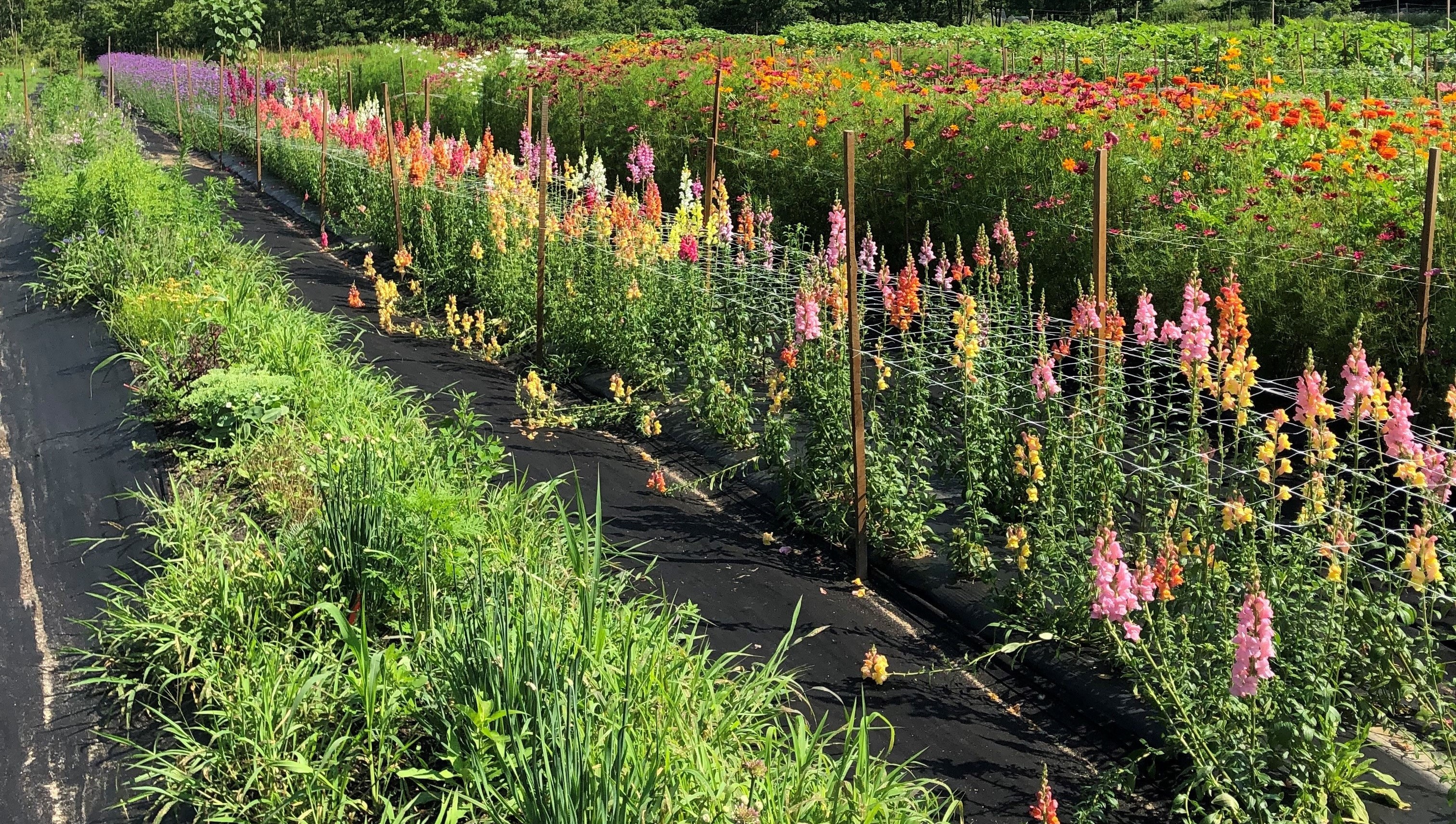 2025 Cut Flower Growers Twilight Meeting