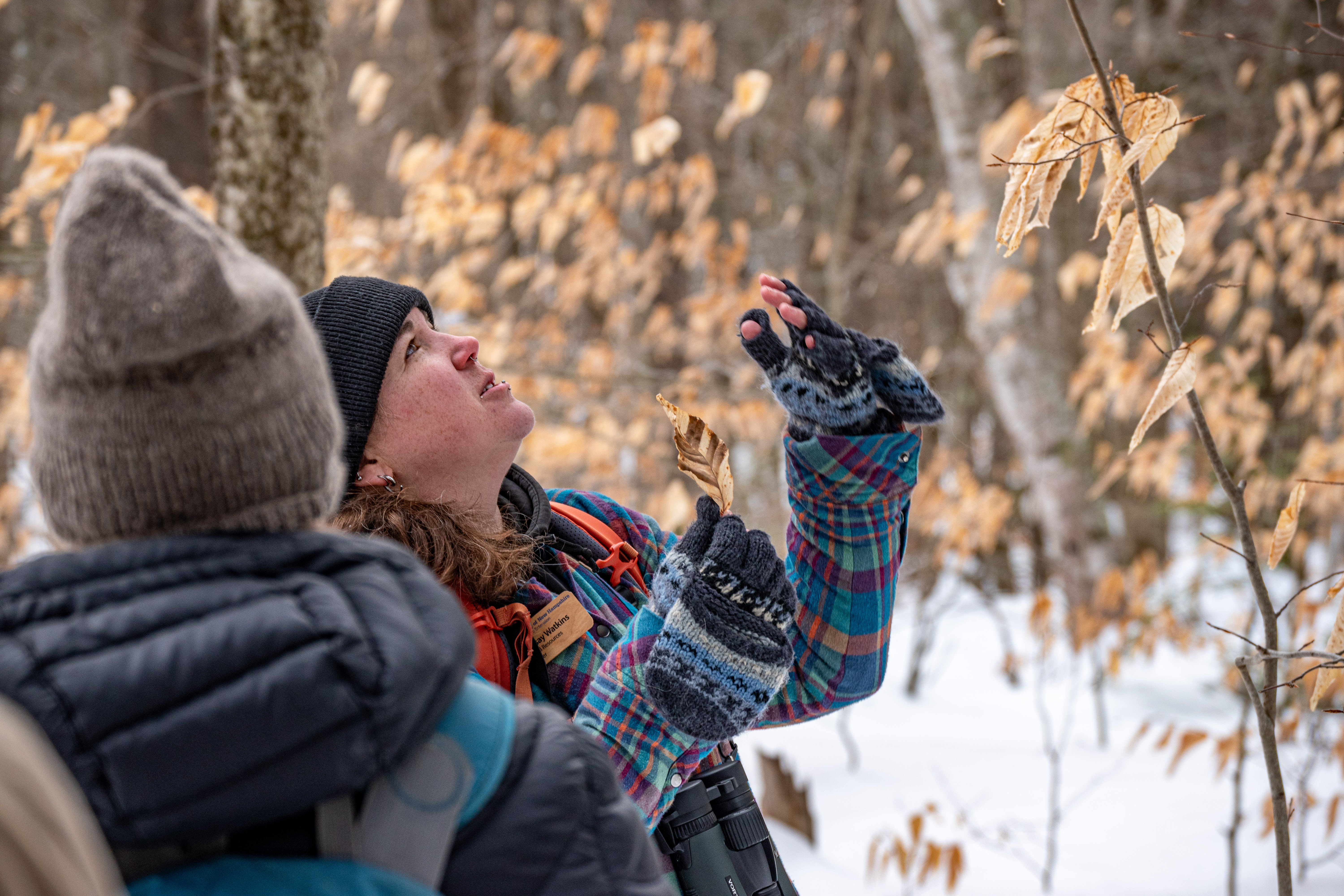 Winter Tree ID Walk