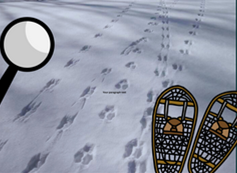 Animal Tracking Detectives with 4-H and the Harris Center!