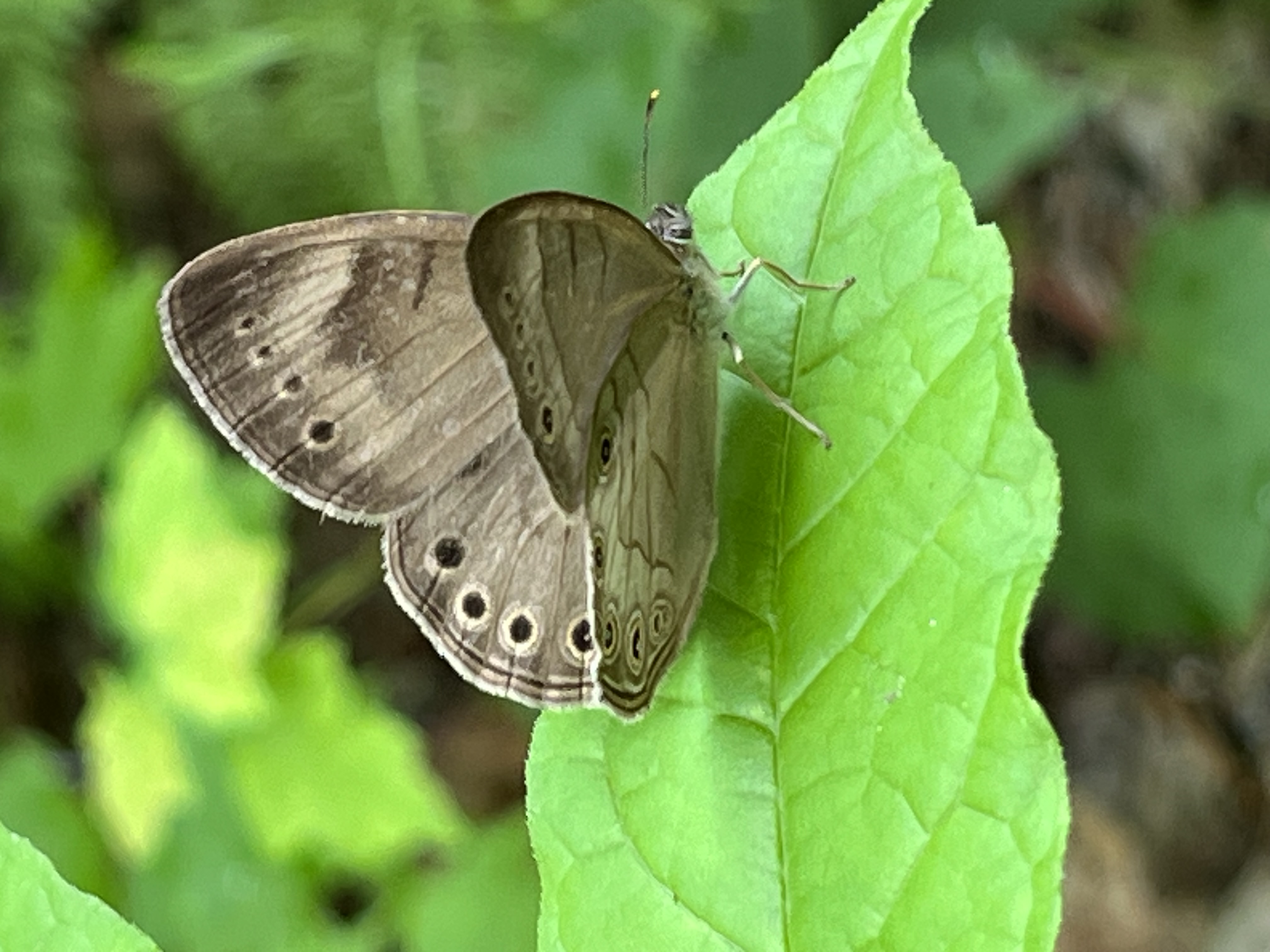 An Introduction to Identifying and Photographing NH Butterflies [Webinar]