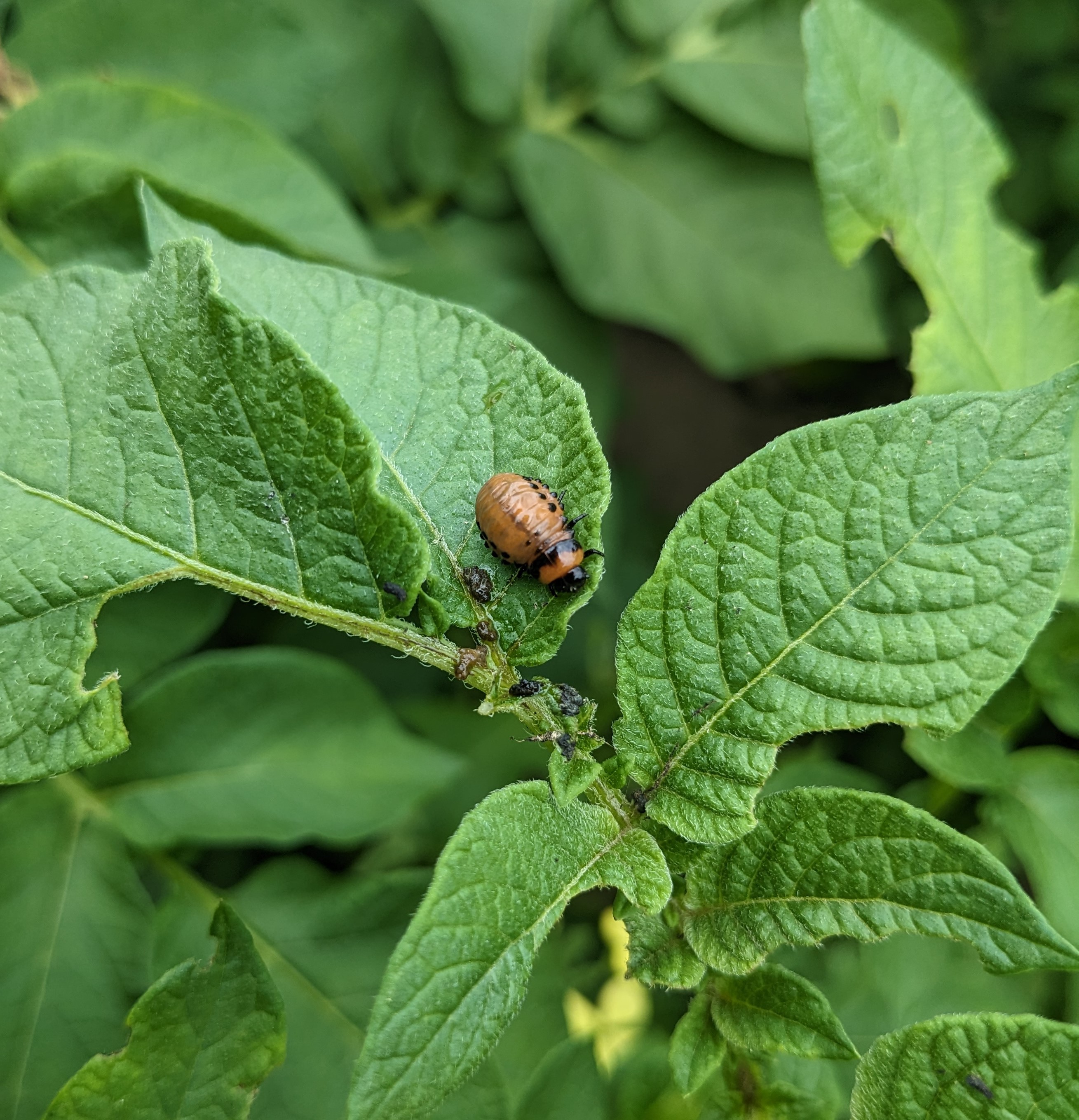 Vegetable IPM Workshop: Solanaceous Crops