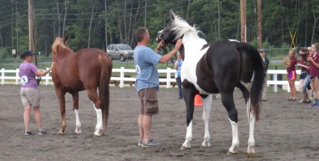 2026 NH 4-H Horse Judging Contest