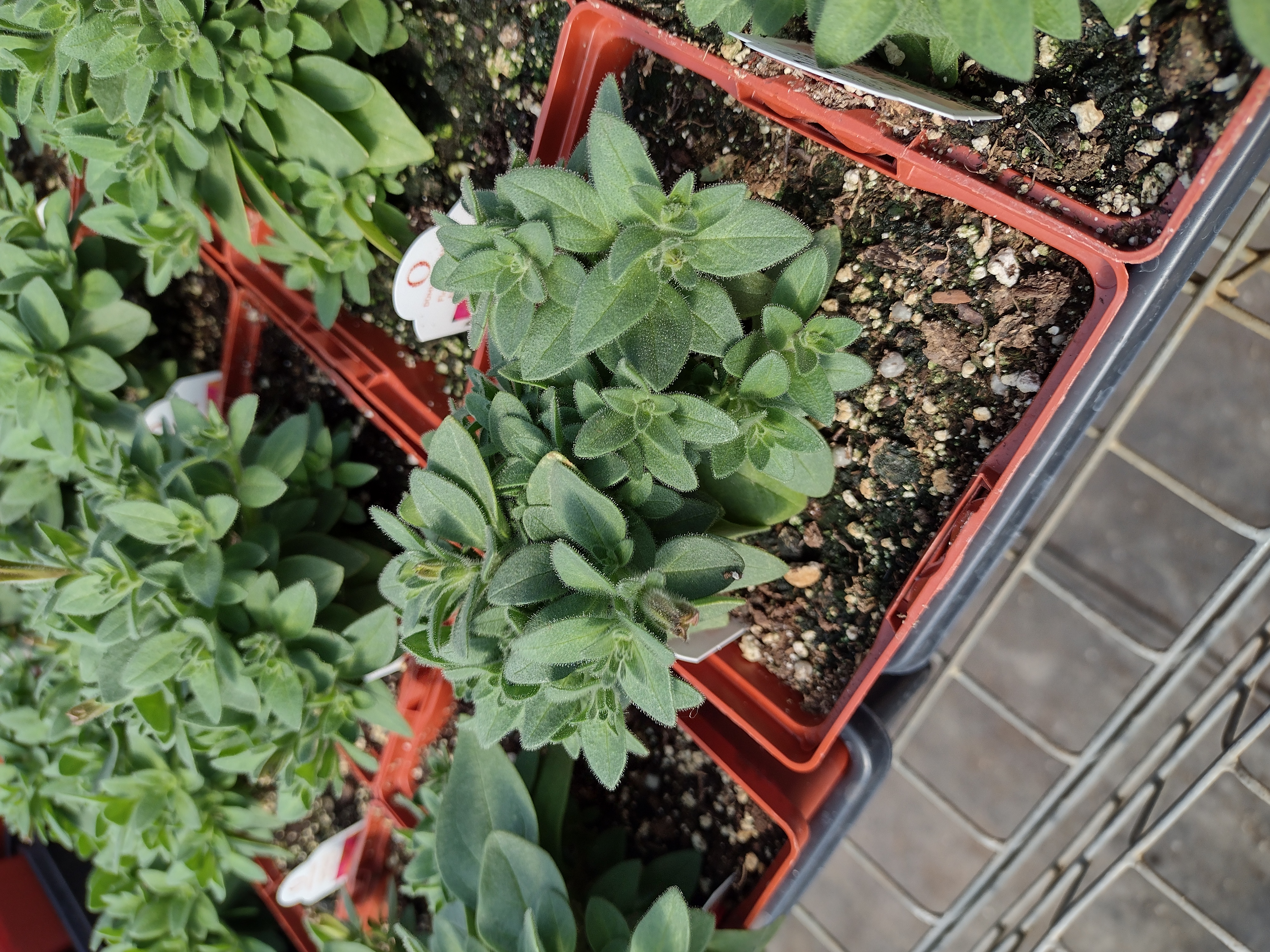 Chemical (PGR) and non-chemical Growth Regulation of Greenhouse Crops