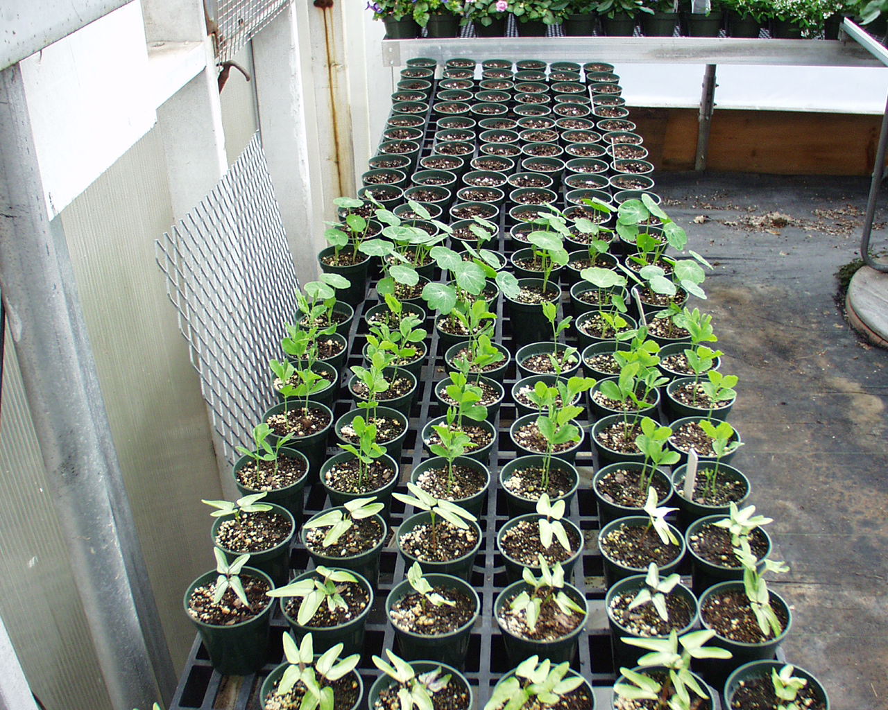 Sanitation Practices for Greenhouse Production