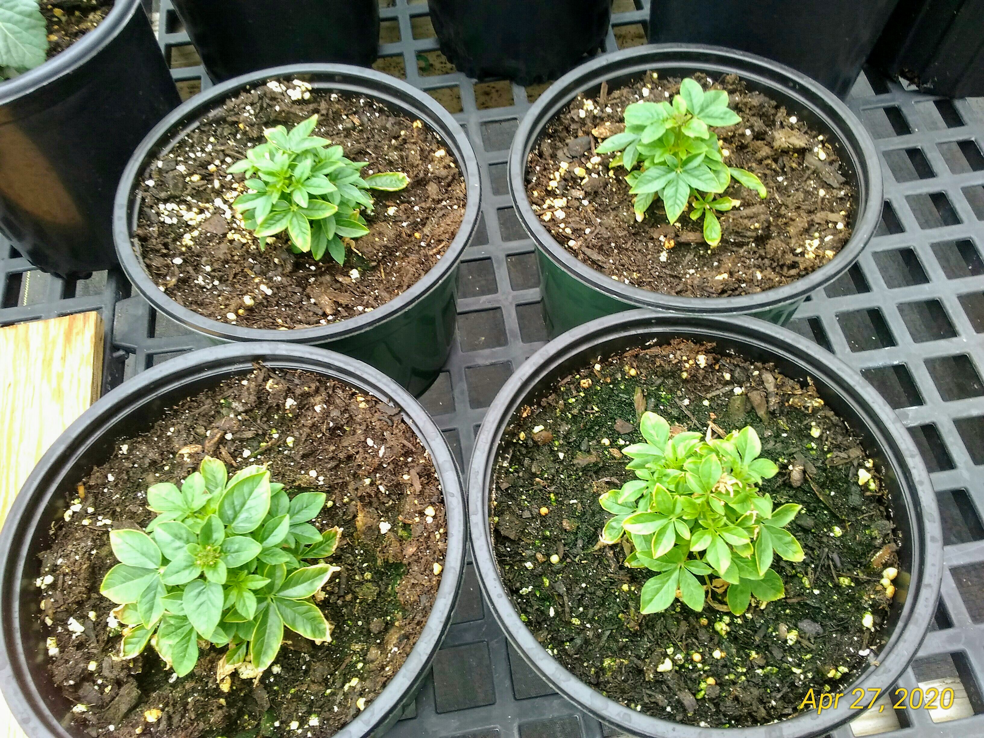 Fertilizer Basics for Containerized Production: selecting, mixing, and adjusting