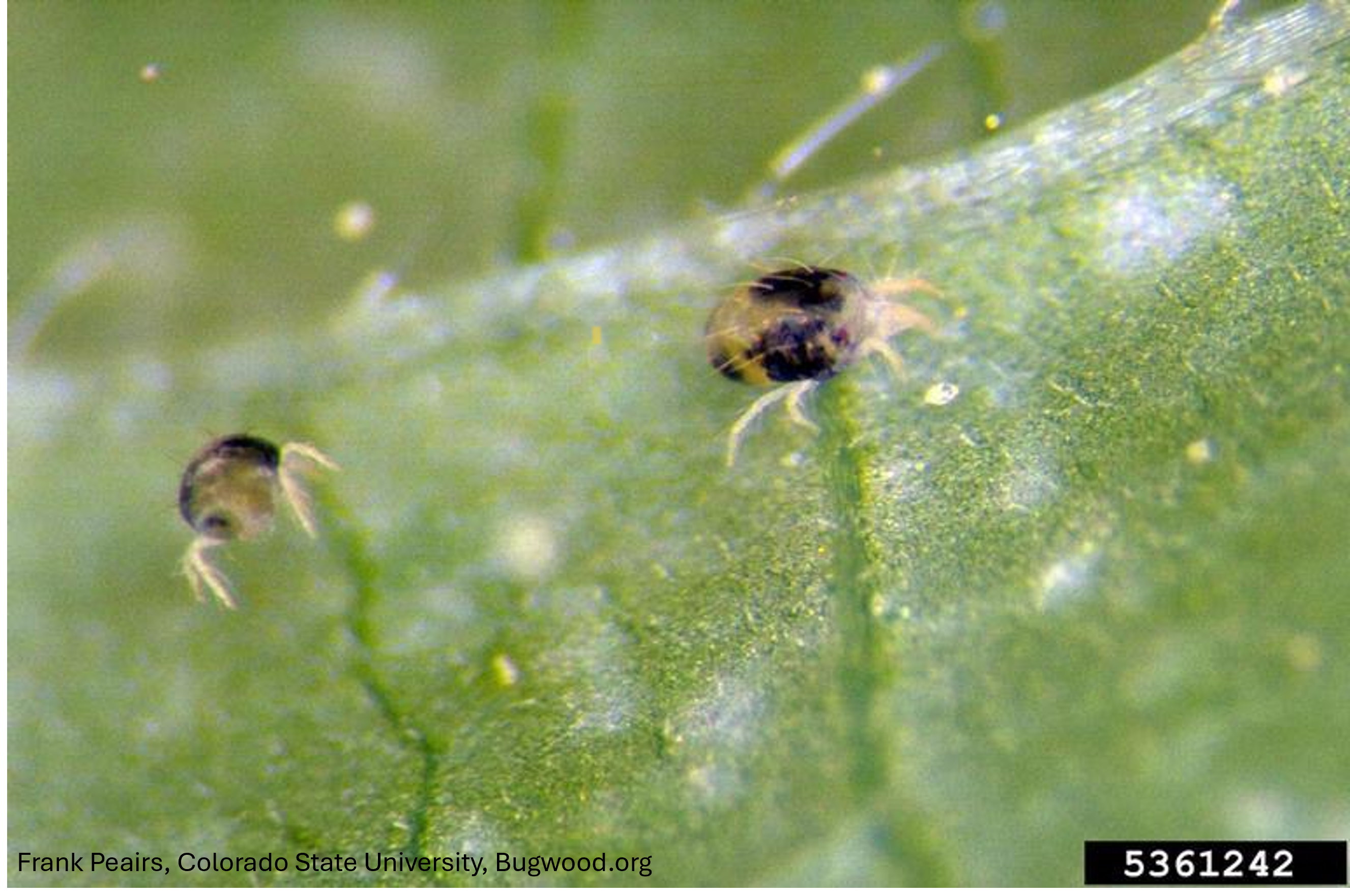 Two-spotted mite ("spider mites"): an overview