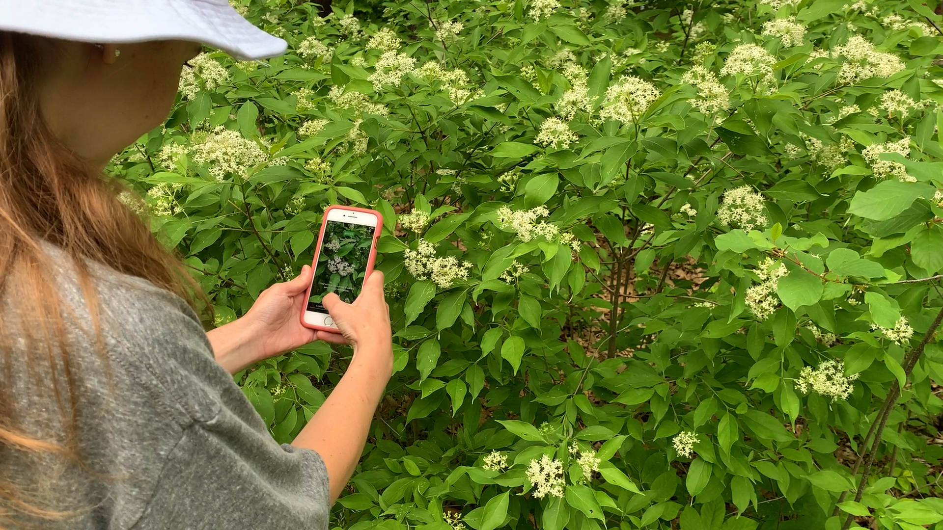 Getting Started with iNaturalist: Sharing Butterfly Sightings in New Hampshire [Webinar]