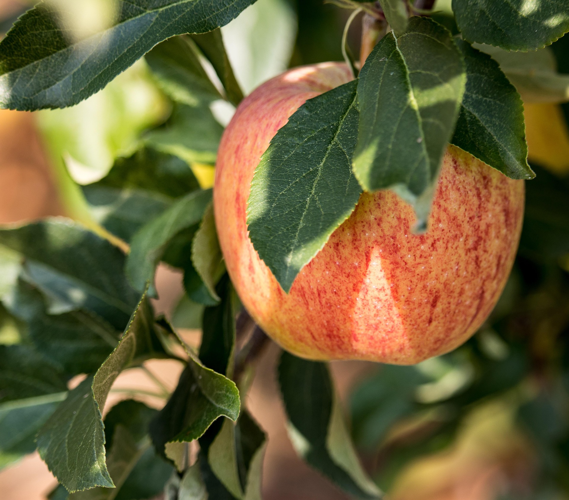 Apple Pruning Demonstration | Sutton