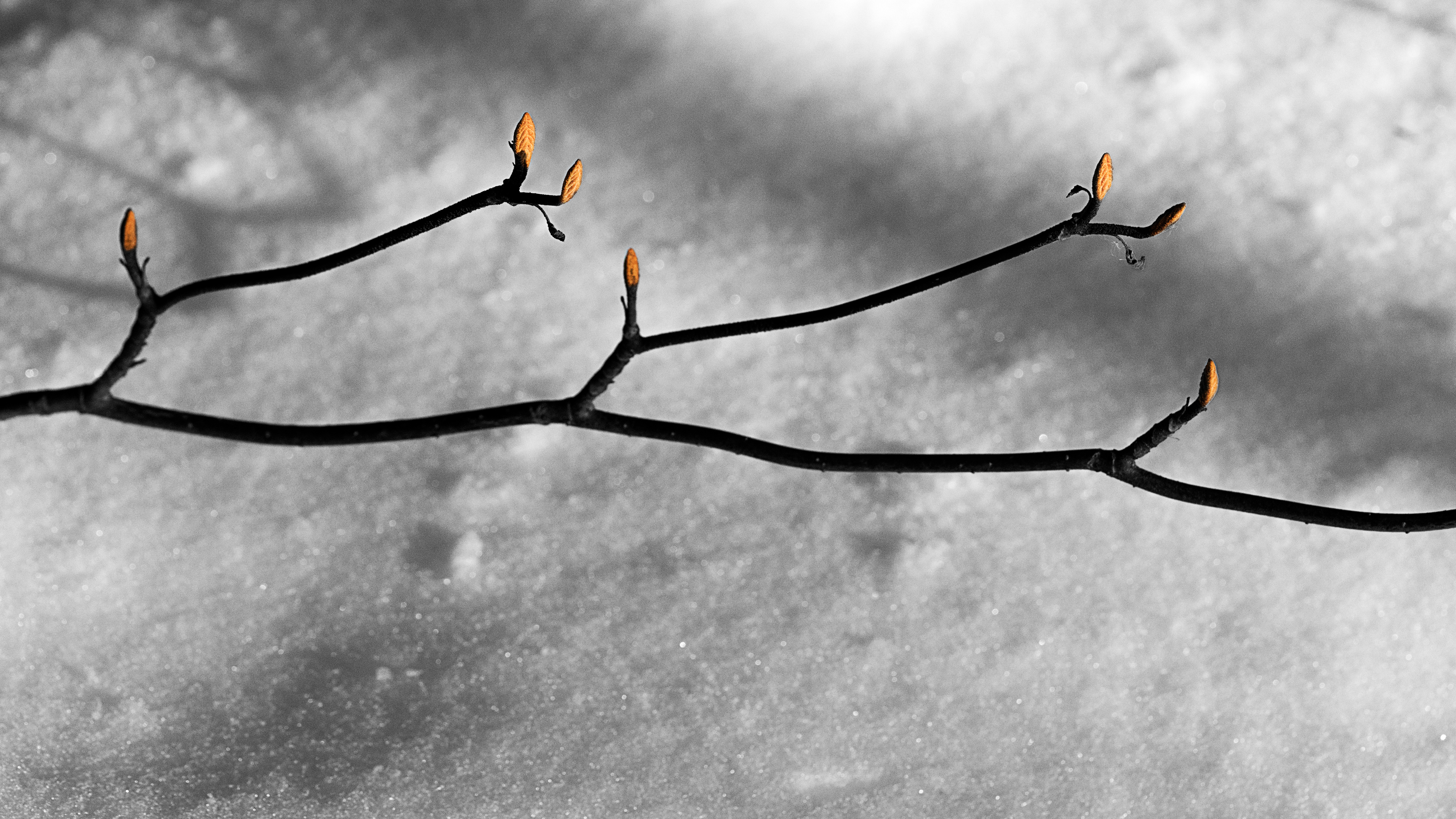 Tree and Shrub Winter Identification Workshop [Full]