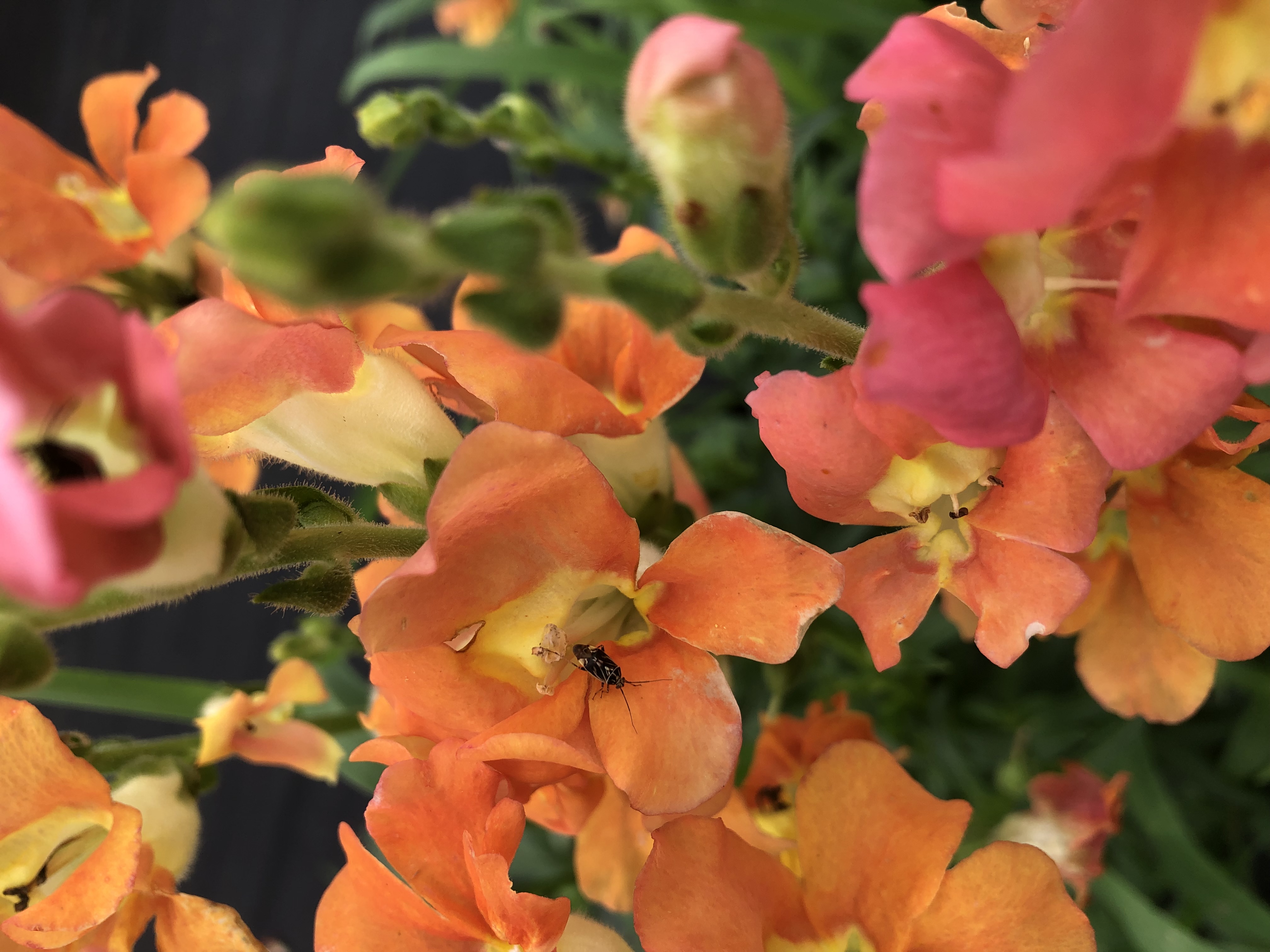 Webinar: Pest Scouting and Identification in Cut Flower Crops