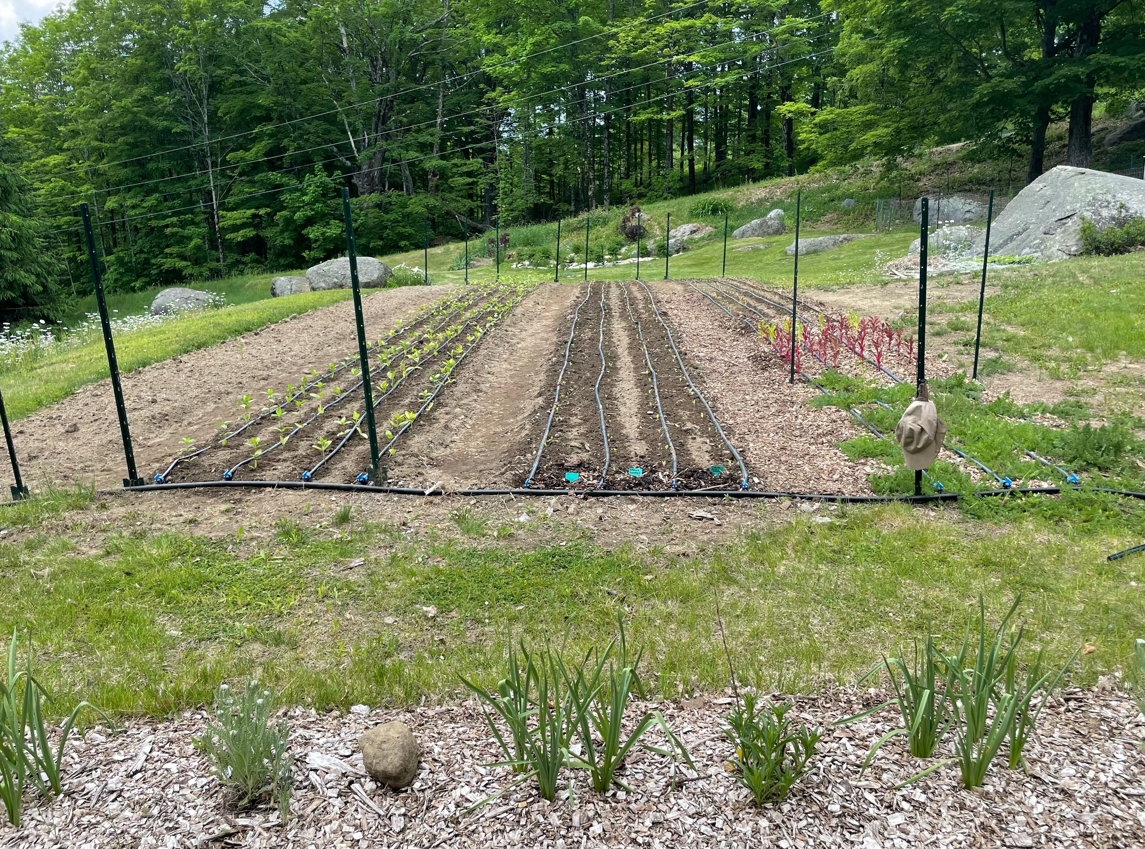 Webinar: Fertility for Cut Flowers