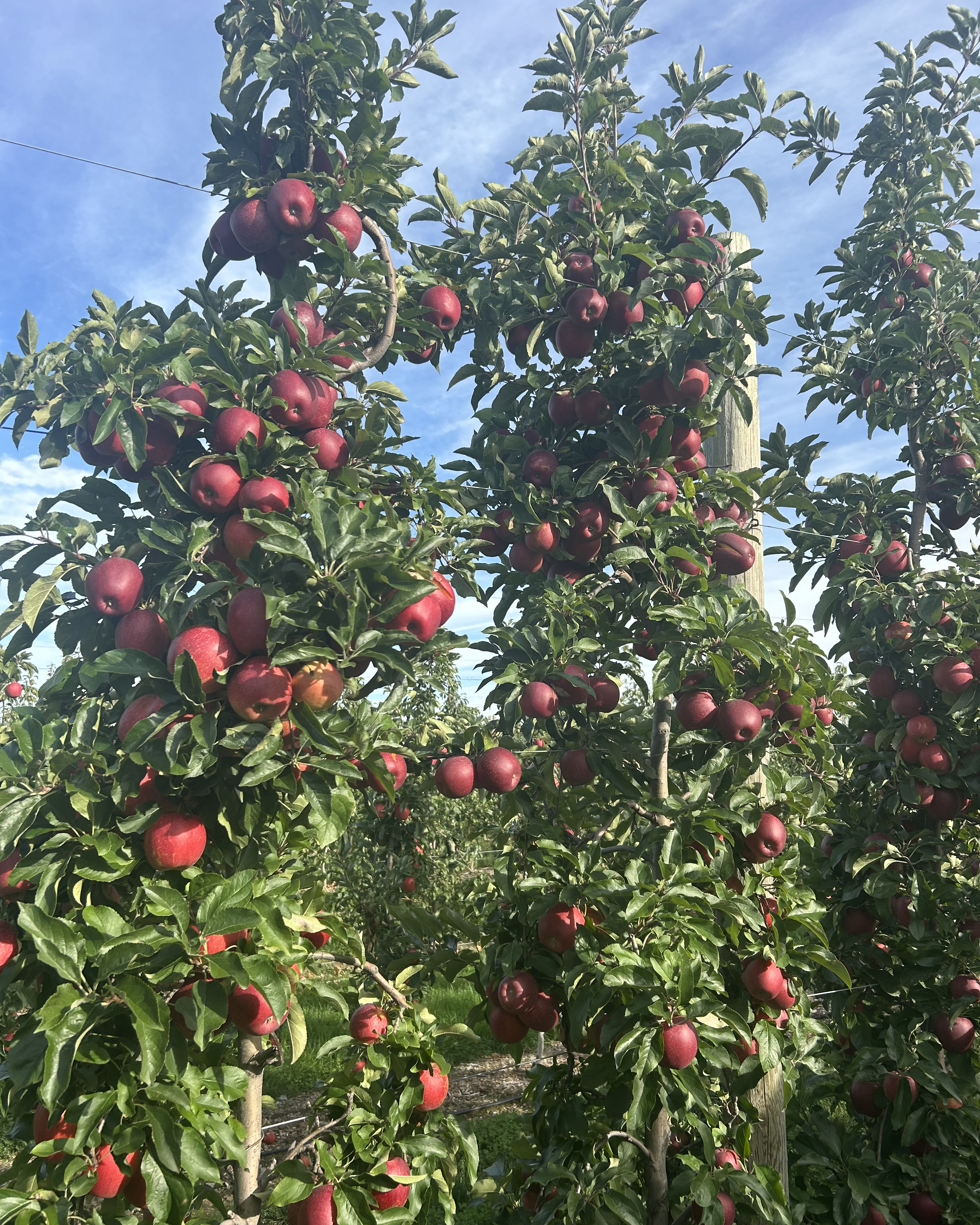 Pruning Demonstration for Commercial Apple Growers