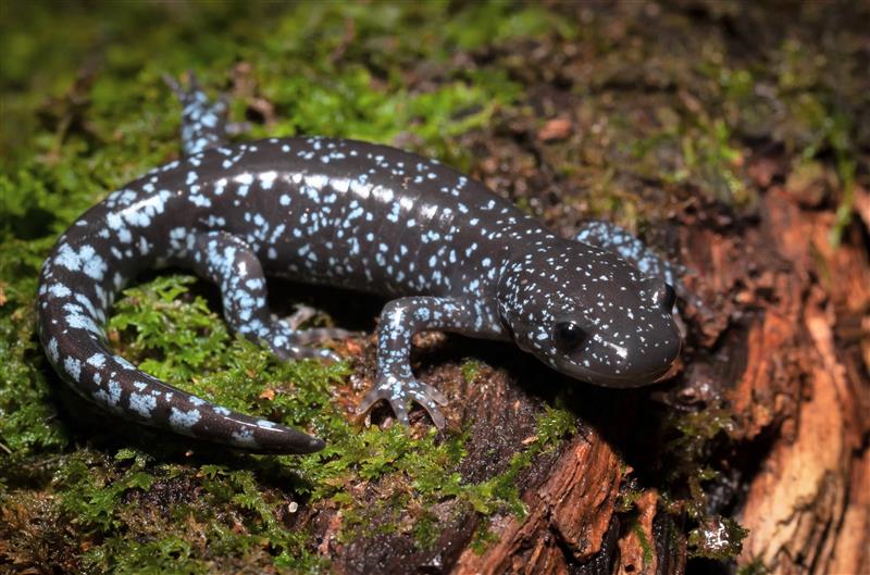 2025 State Wildlife Action Plan: Conserving New Hampshire's Wildlife and Habitats