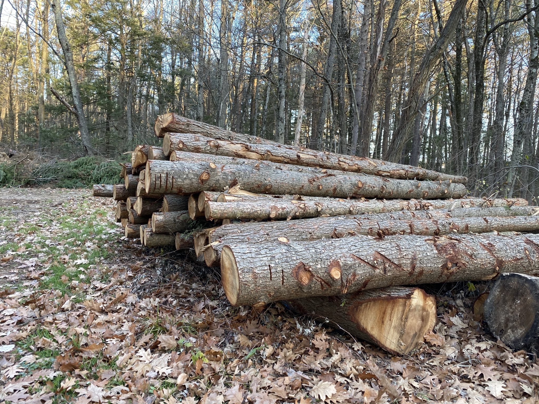 28th Annual Black Fly Breakfast