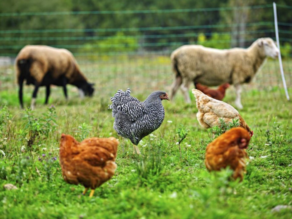 On the Ground Grazing: Real Plans from Real Farmers [webinar]