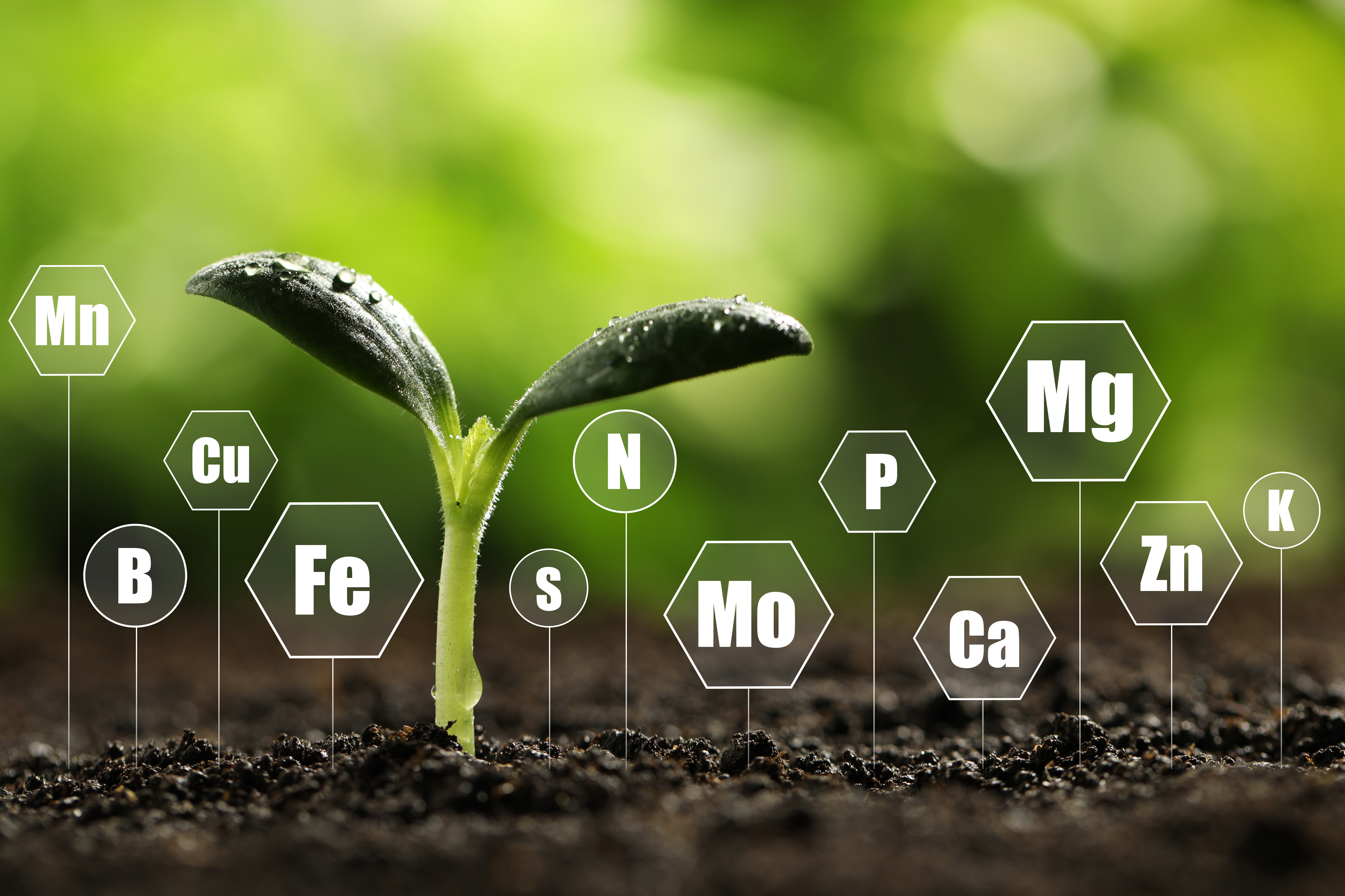 Fundamentals of Fertilization and Soil Test Interpretation