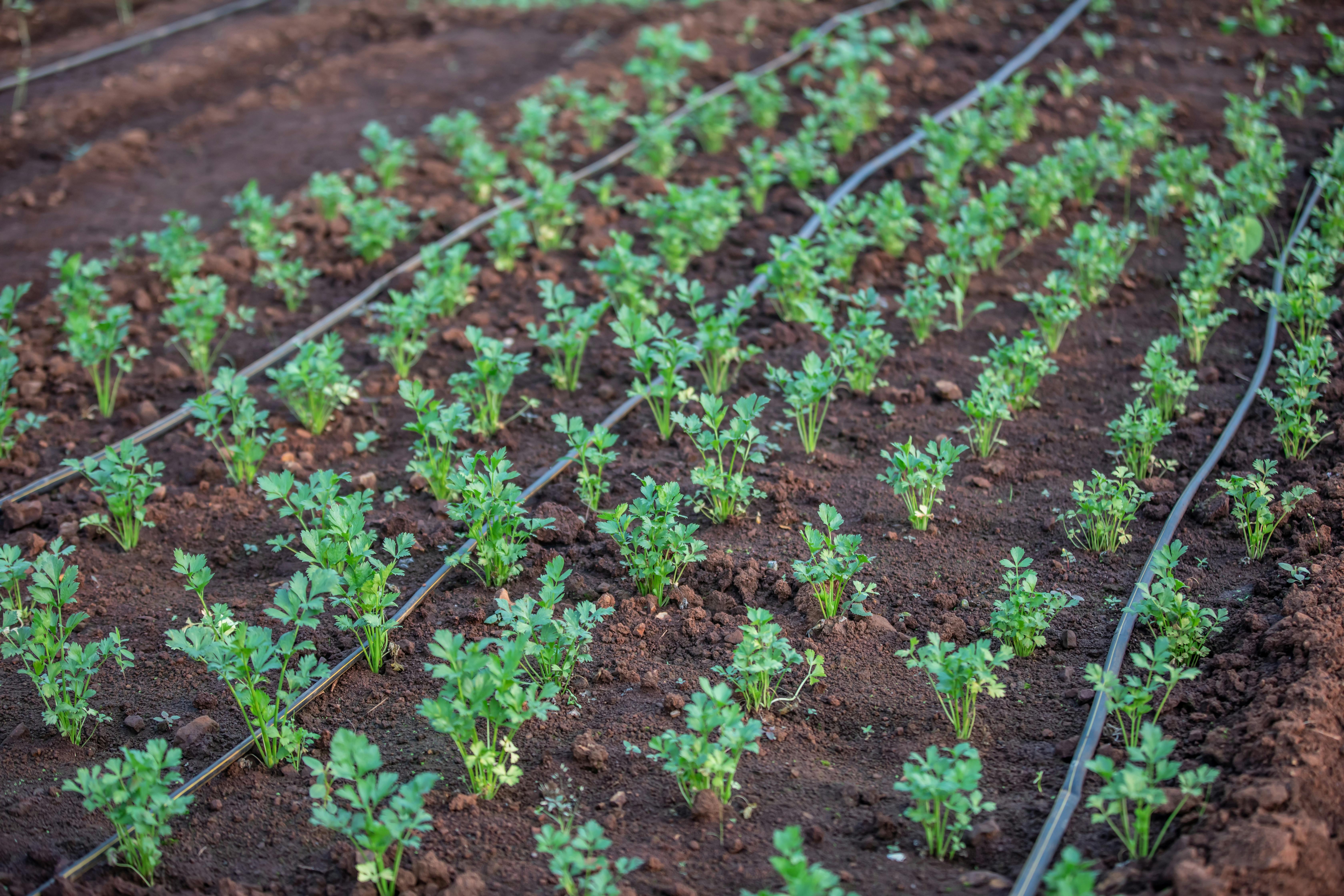 Weathering Change: Efficient Irrigation for New Farmers