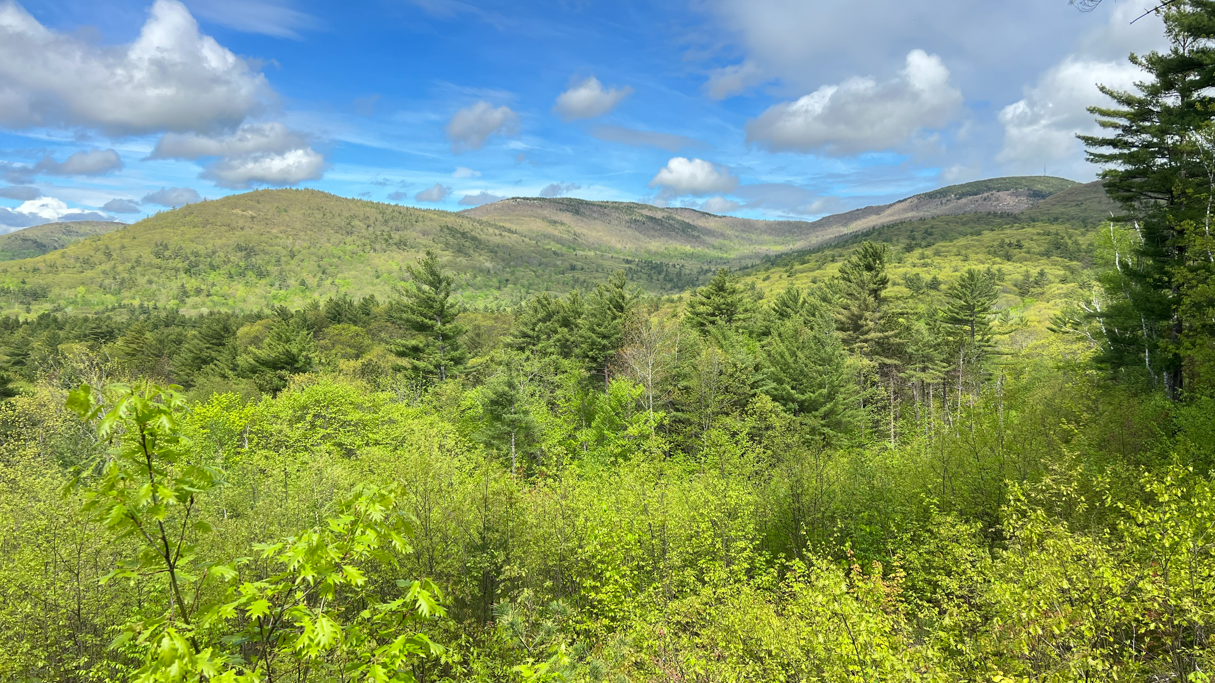 10 years of Adaptive Silviculture for Climate Change Research at the Second College Grant – Field Tour and Webinar Series