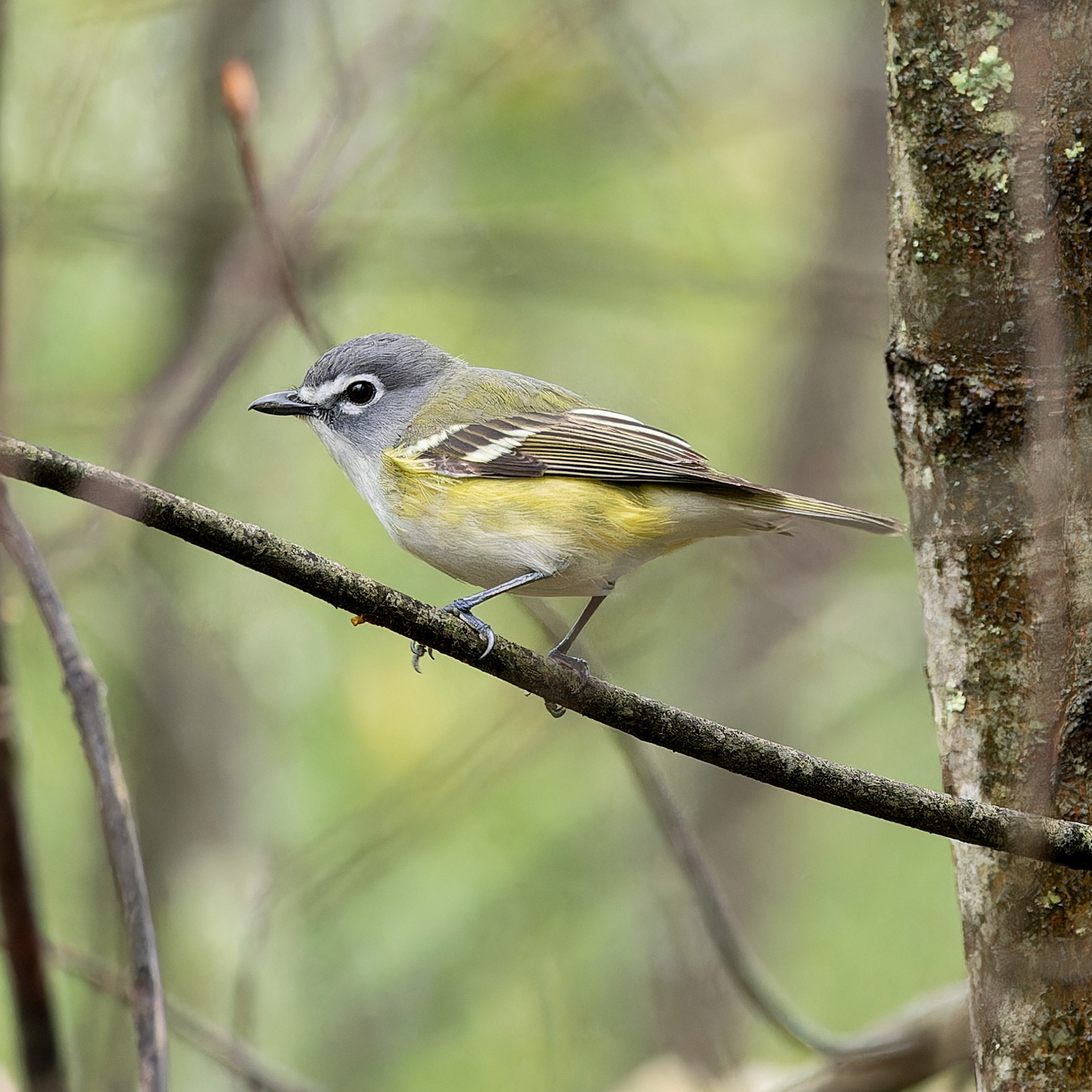 5th Annual Bird ID, Ecology & Habitat Management Workshop at Stone Fence Farm