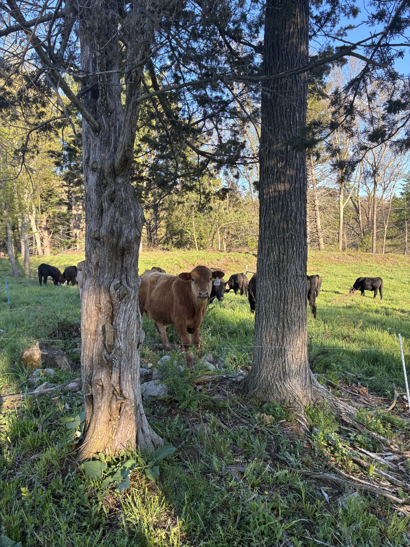 Keeping Cool: Heat Management Strategies for Livestock