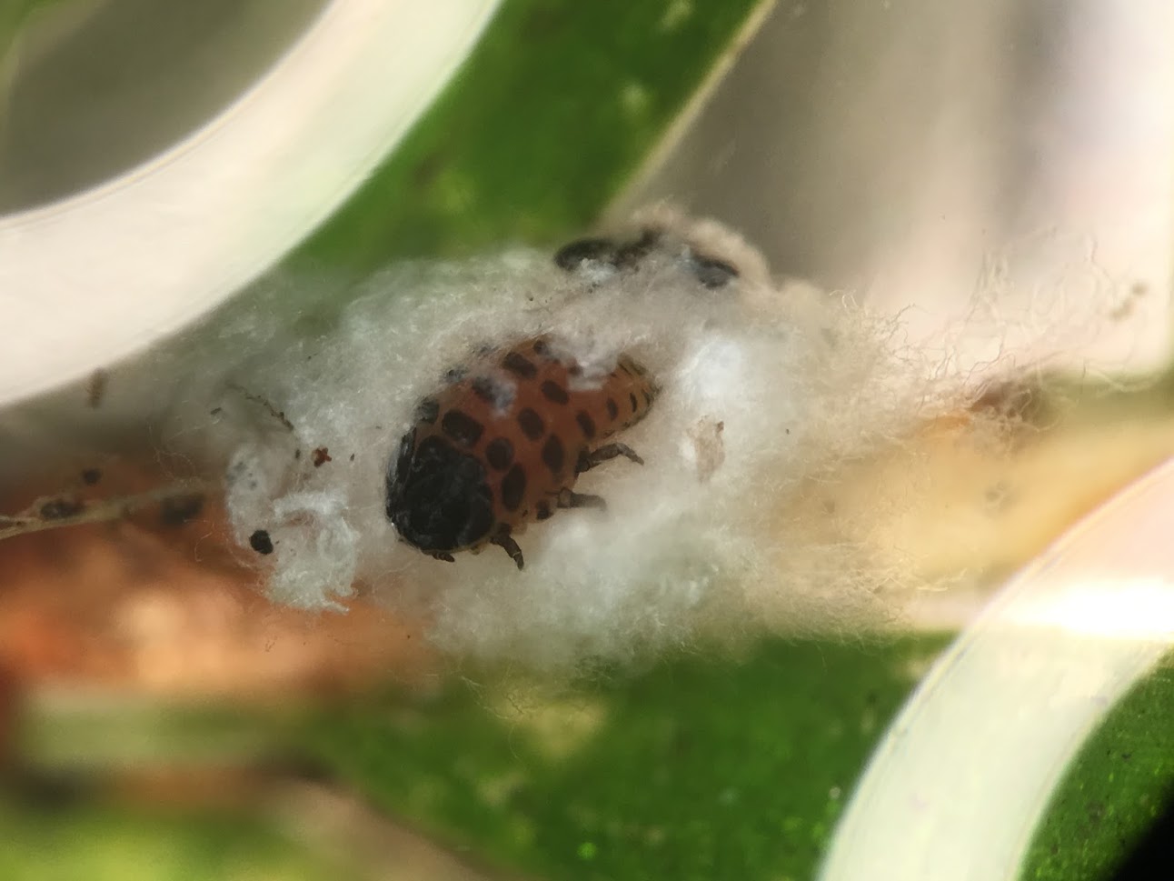 Hemlock Woolly Adelgid in New Hampshire: Where are we and what have we learned after 25 years.   