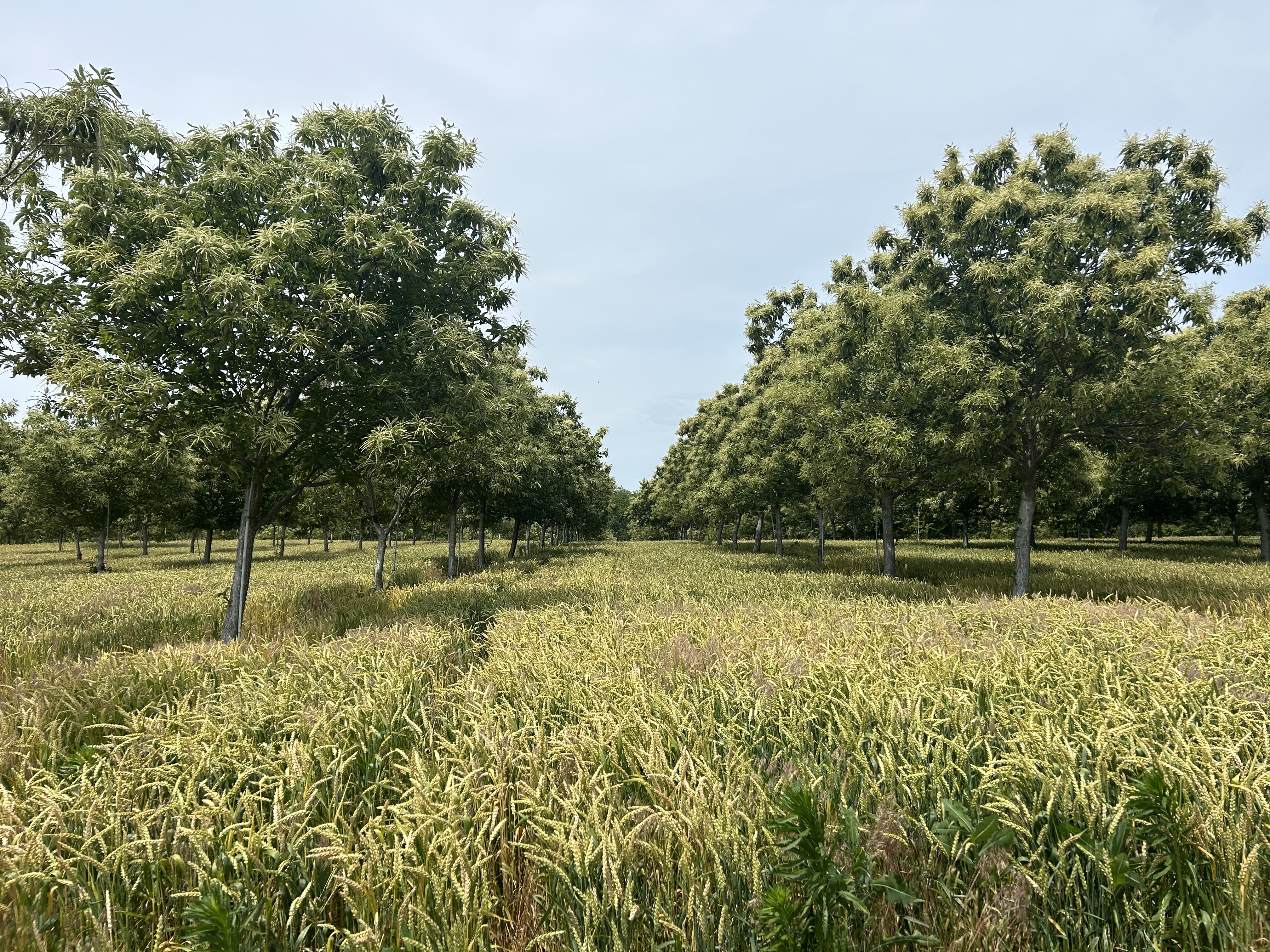 2026 Agroforestry Twilight Meetings