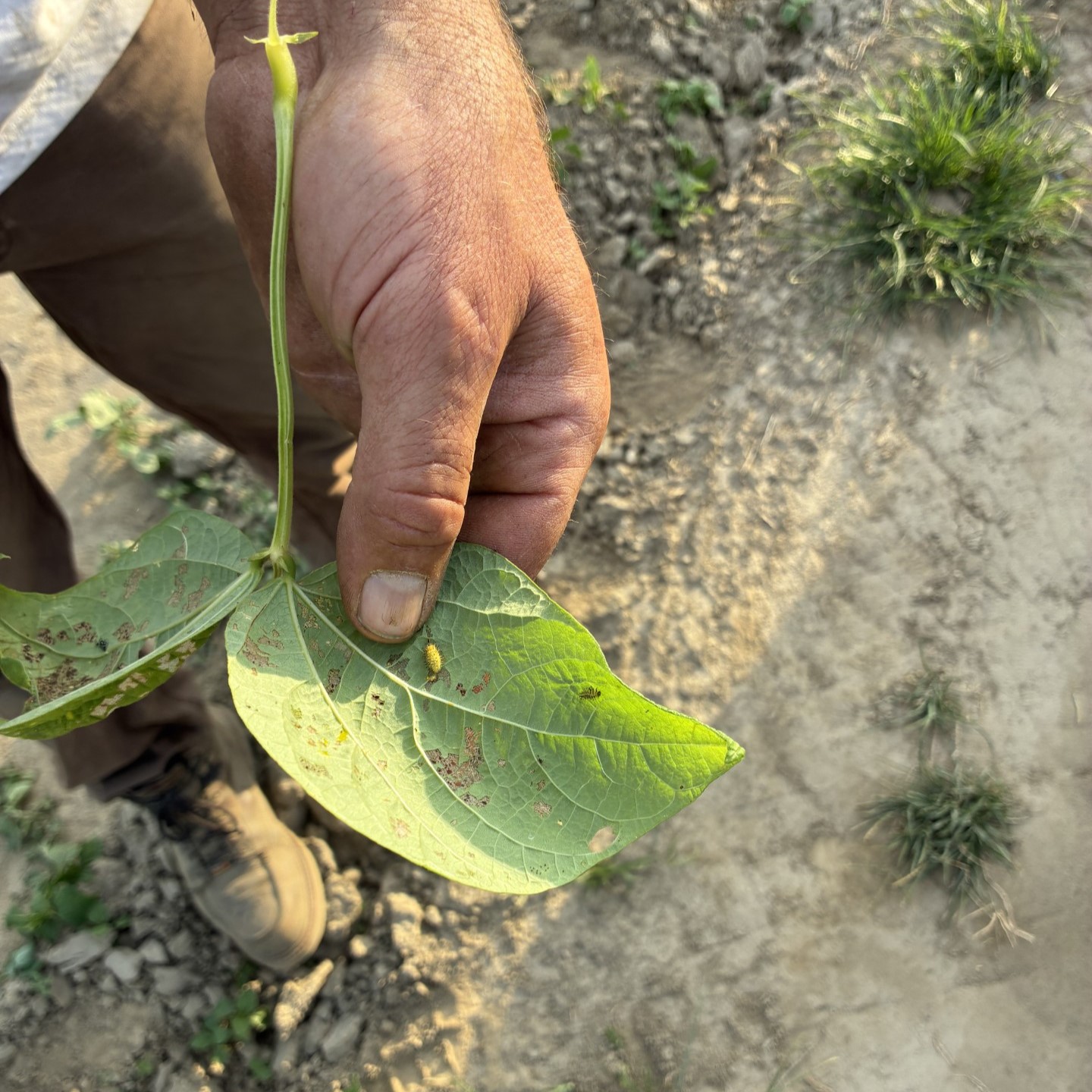 Foundations of Field Scouting & IPM 