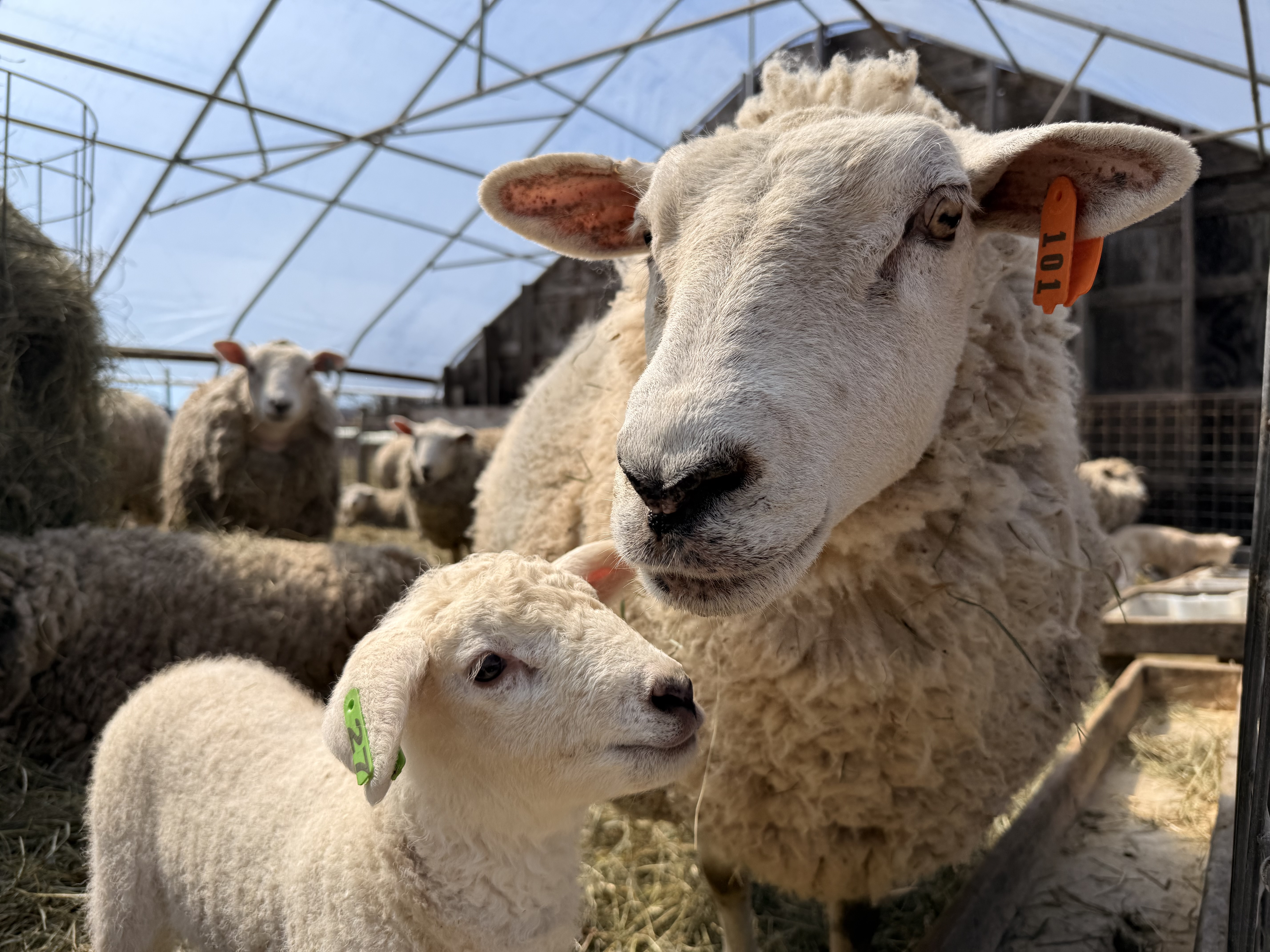 Farming Sheep and other Livestock with Coyotes