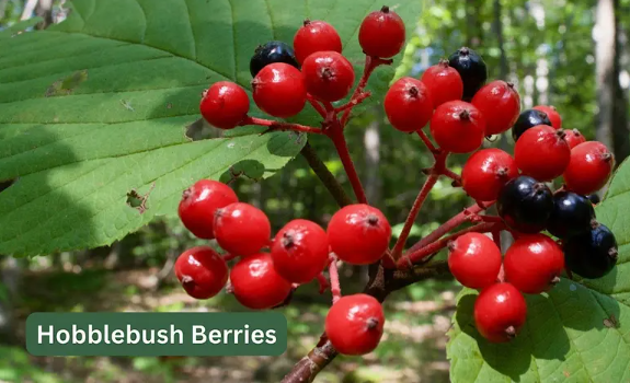 Tree and Shrub Identification Workshop at Distant Hill