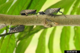 Spotted Lantern Fly, Hemlock Woolly Adelgid & Elongate Hemlock Scale: Status and Management Options in NH
