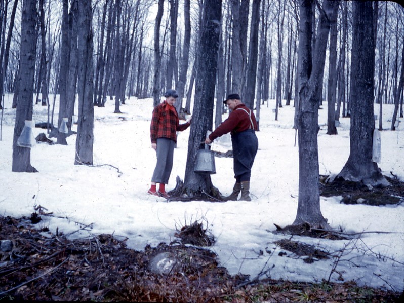 collecting sap from trees