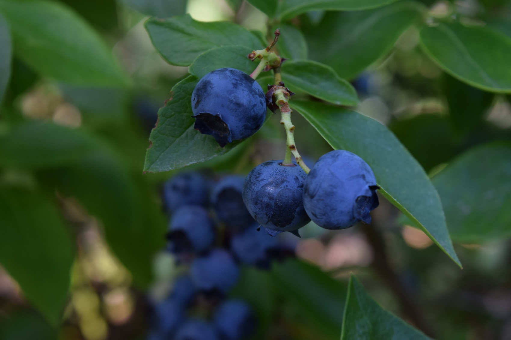 Blueberry and Raspberry Pruning Demonstration in Troy
