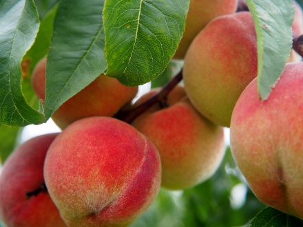 Apple, Peach, Blueberry Pruning Demonstration in Canterbury