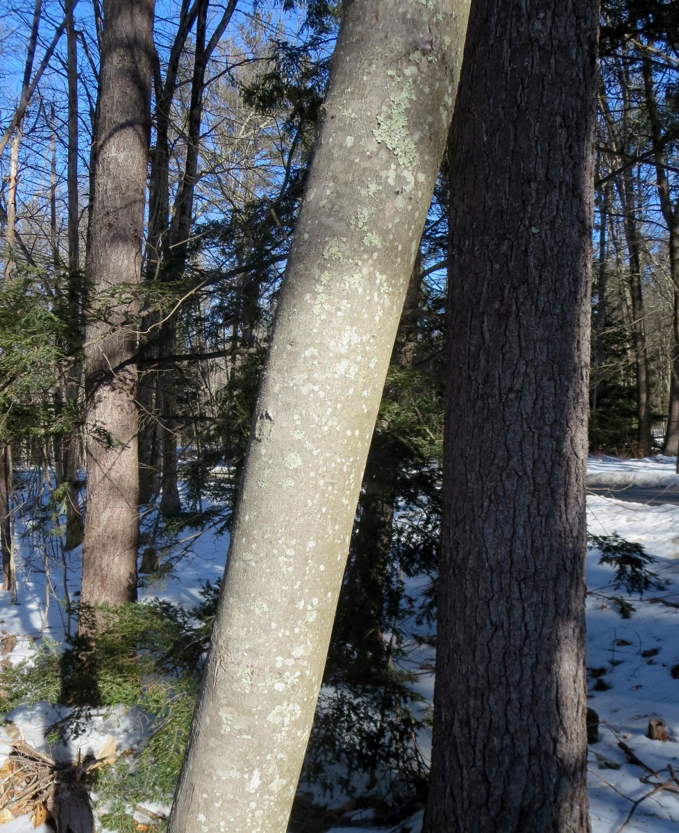 Bark! A Great Way to Identify Trees in the Winter