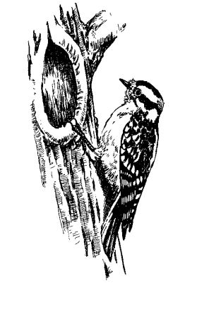 woodpecker drawing